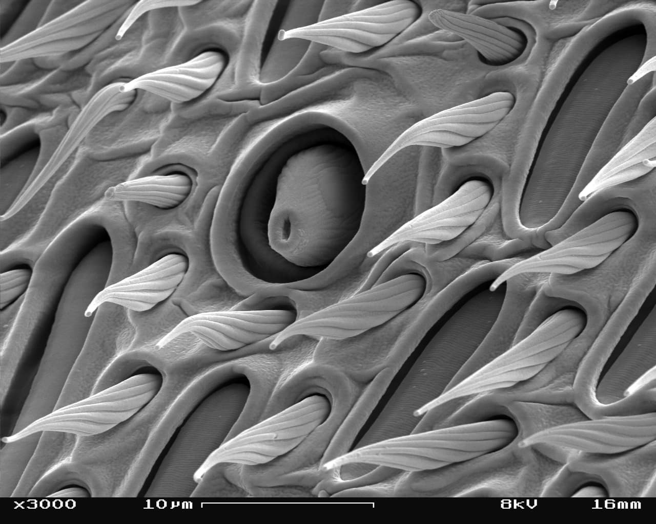 Vespula germanica SEM Antenna 03