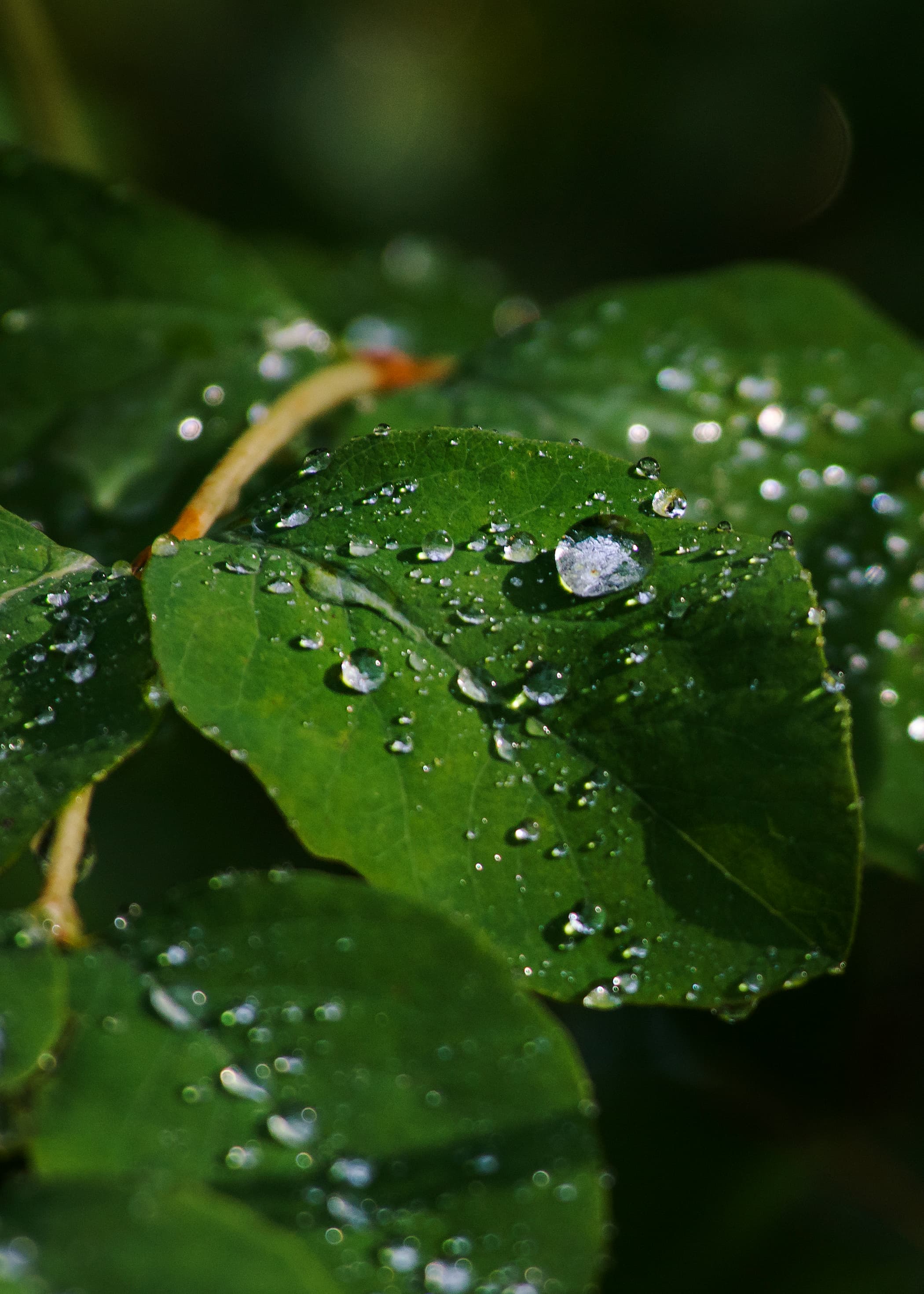 Water droplets (20911417145)