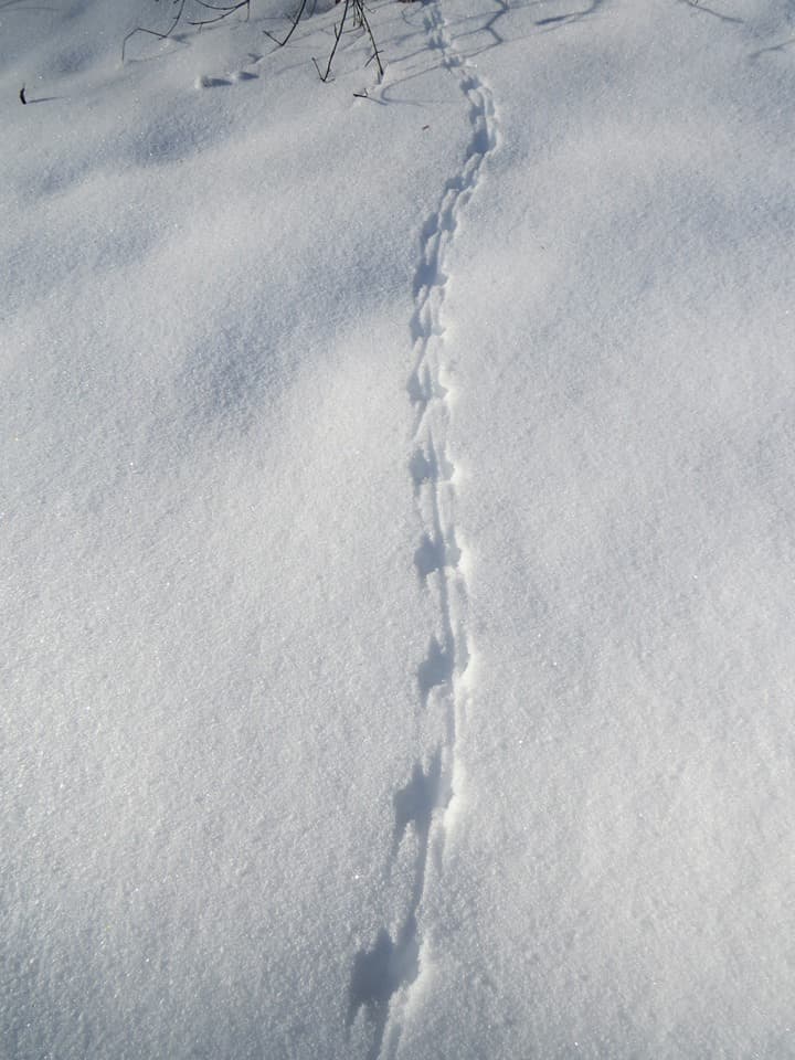 Small mammal tracks (23443310366)