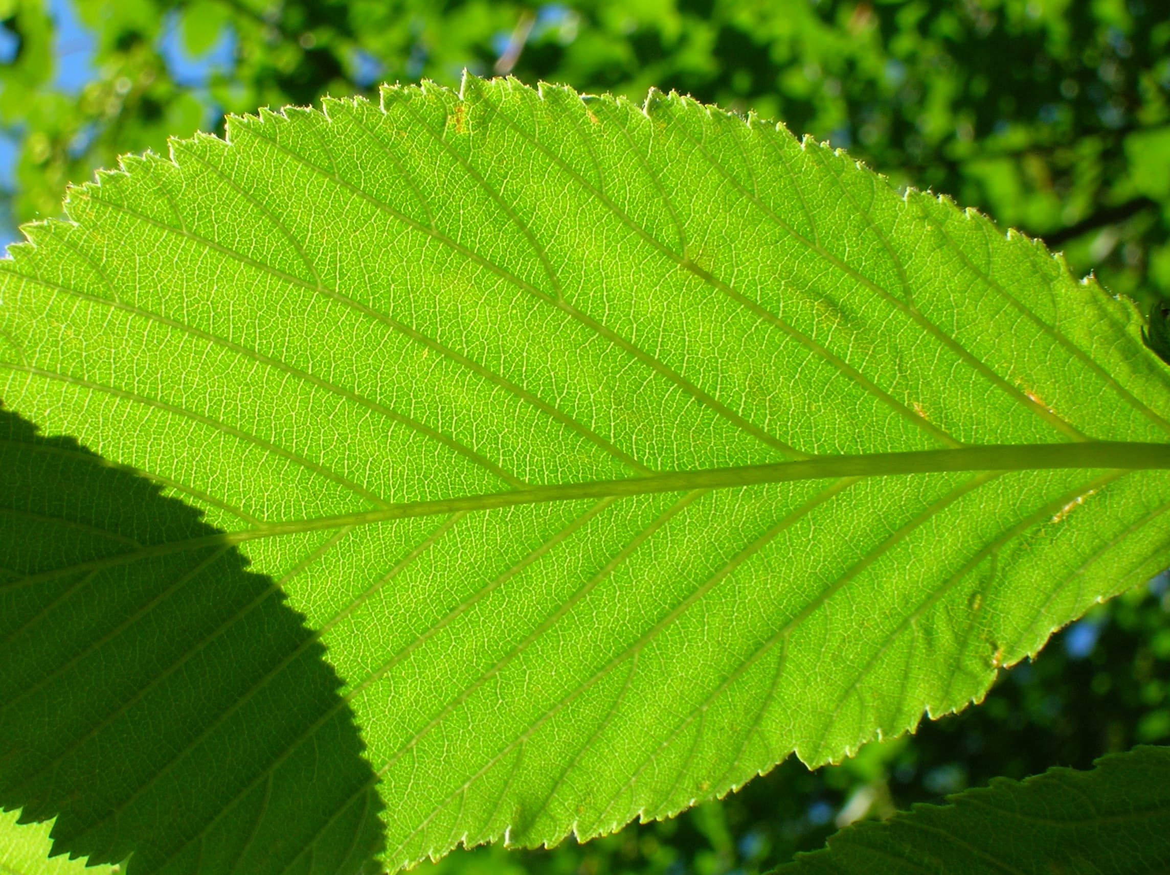 Sorbus intermedia