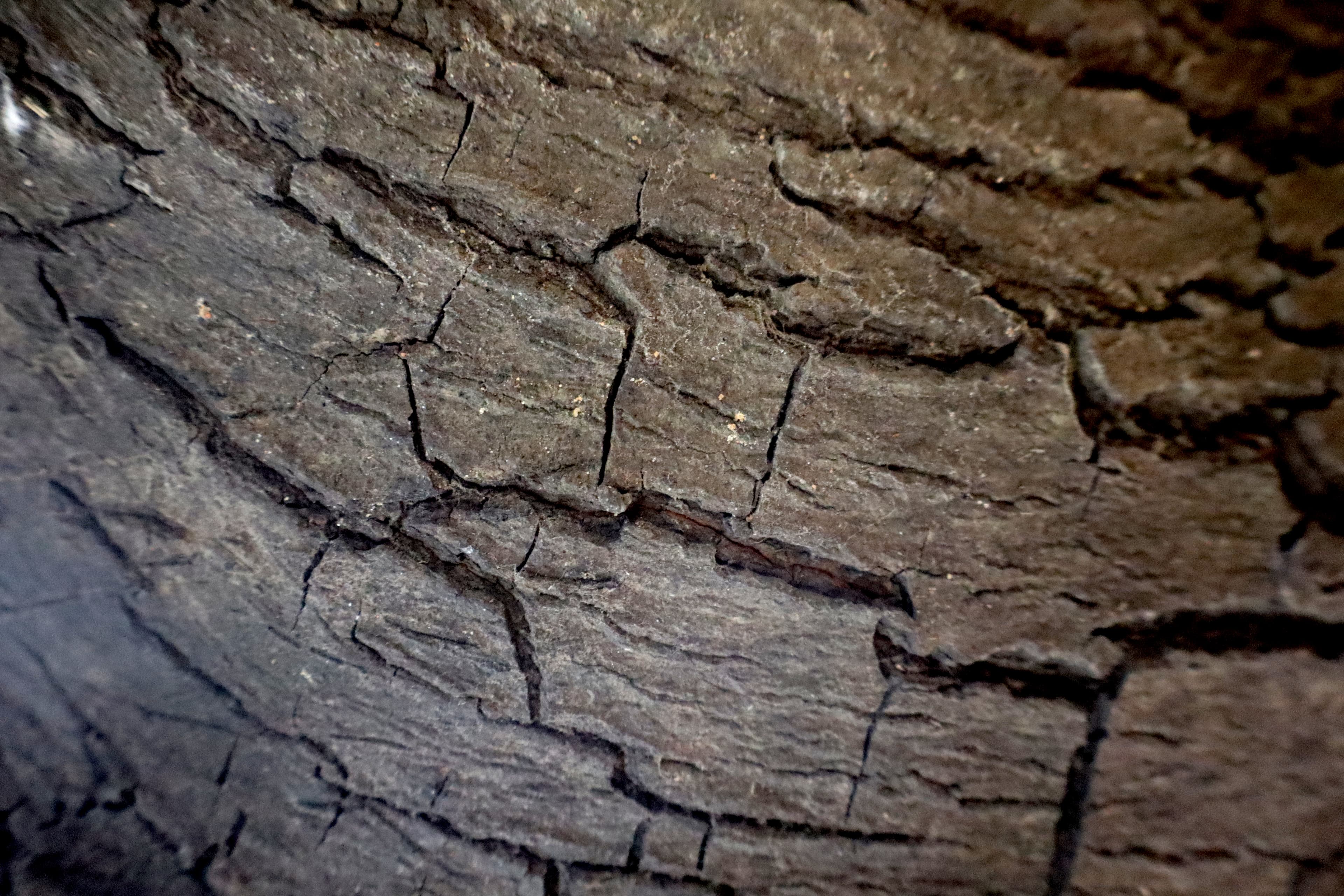 Bark of Sapota tree