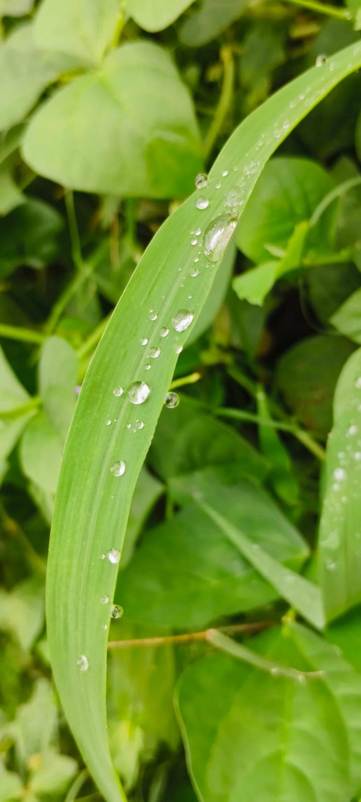 Droplets on leaf 77