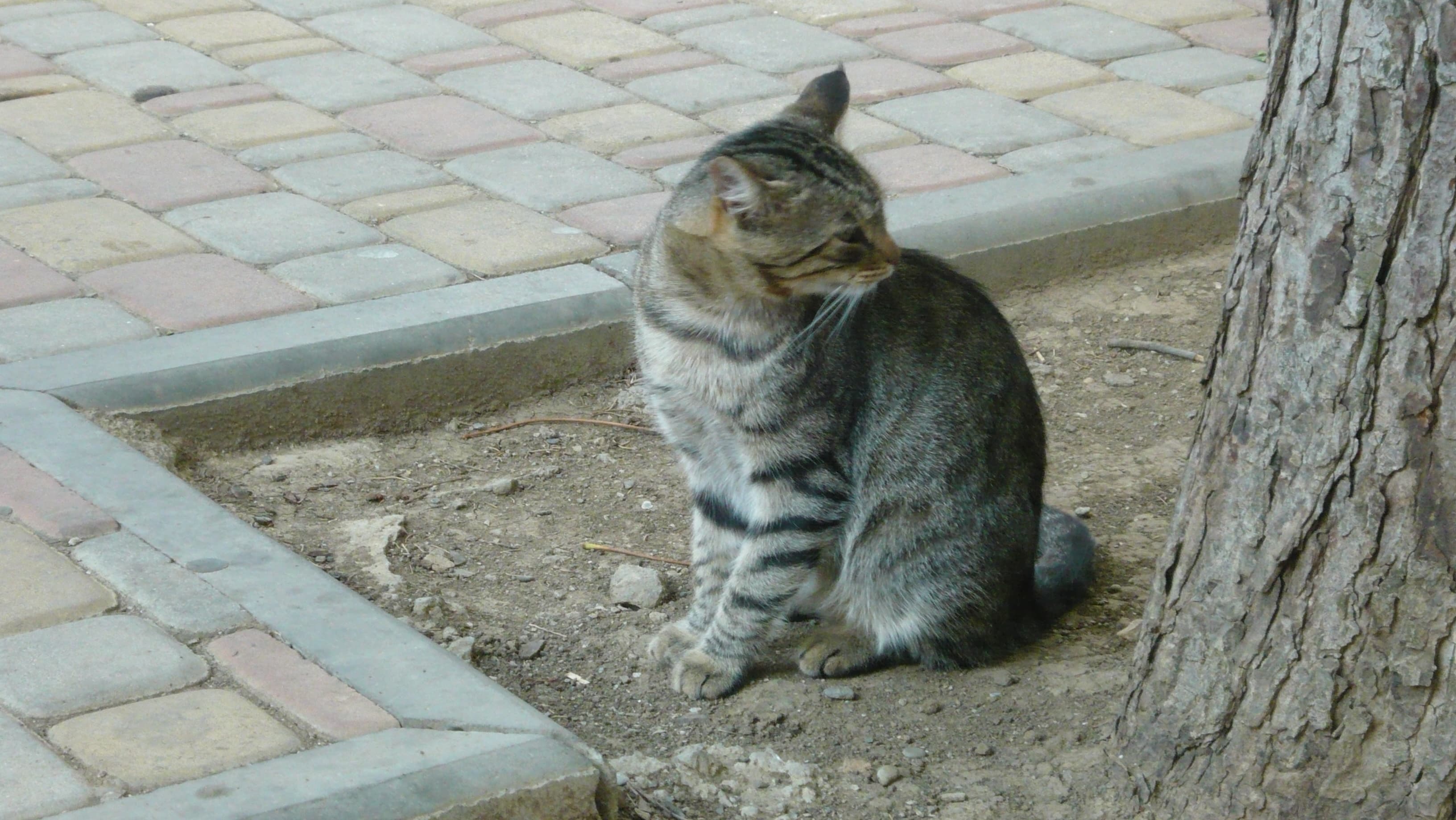 Cat-alushta2019