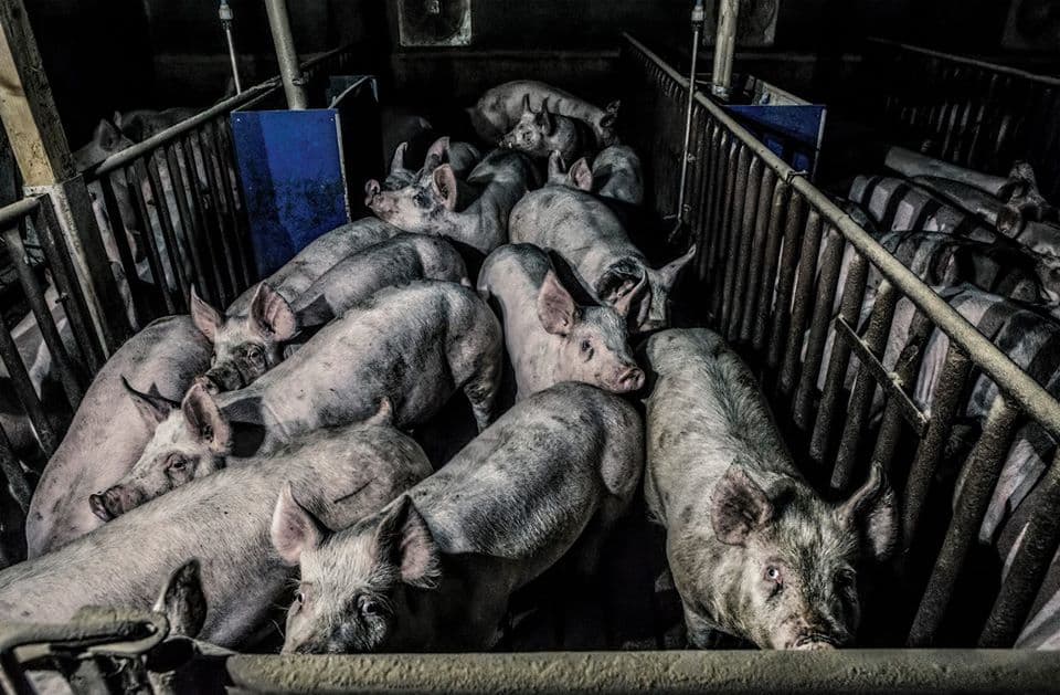 Group pig pen 1