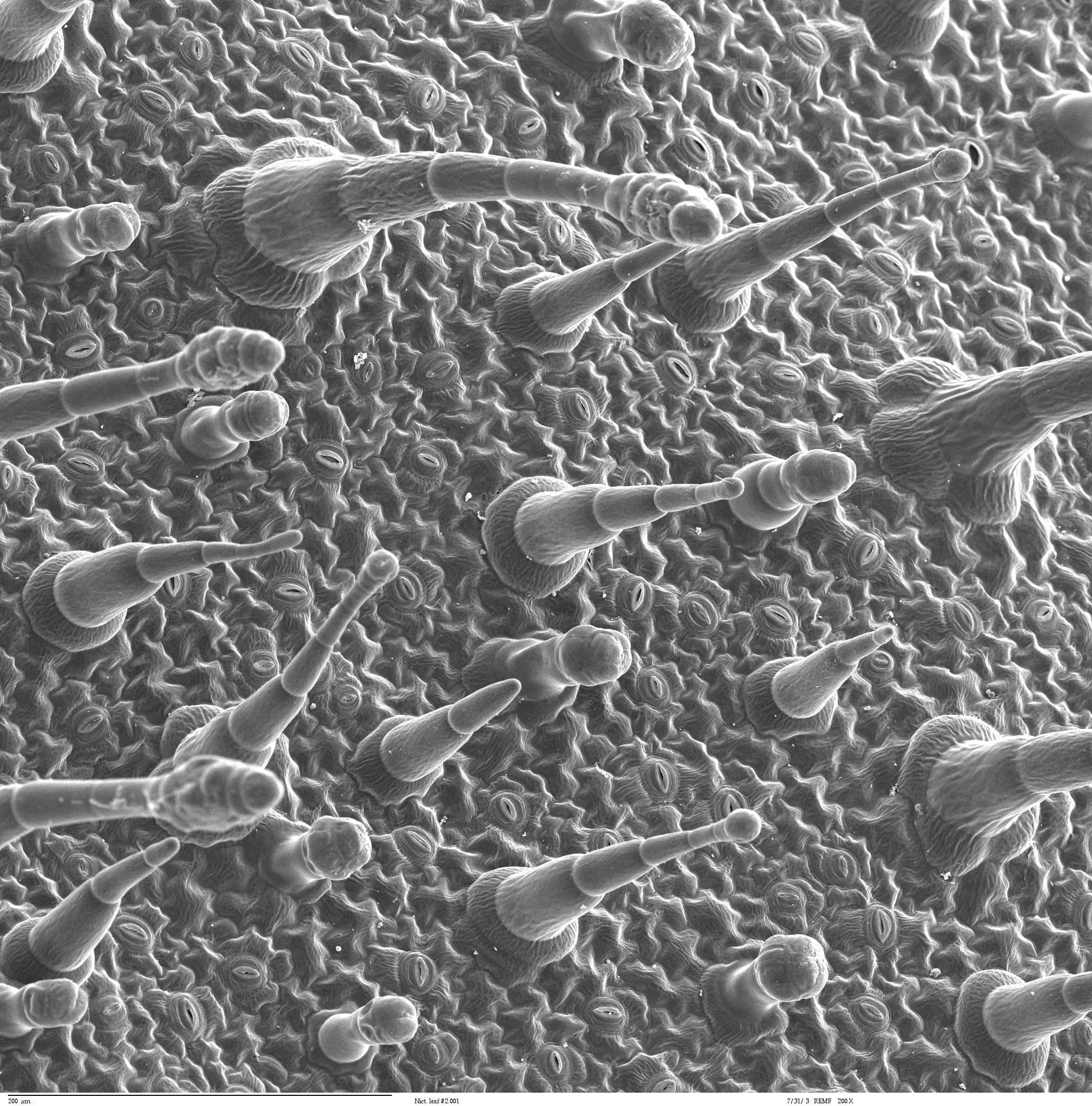 Leaf epidermis