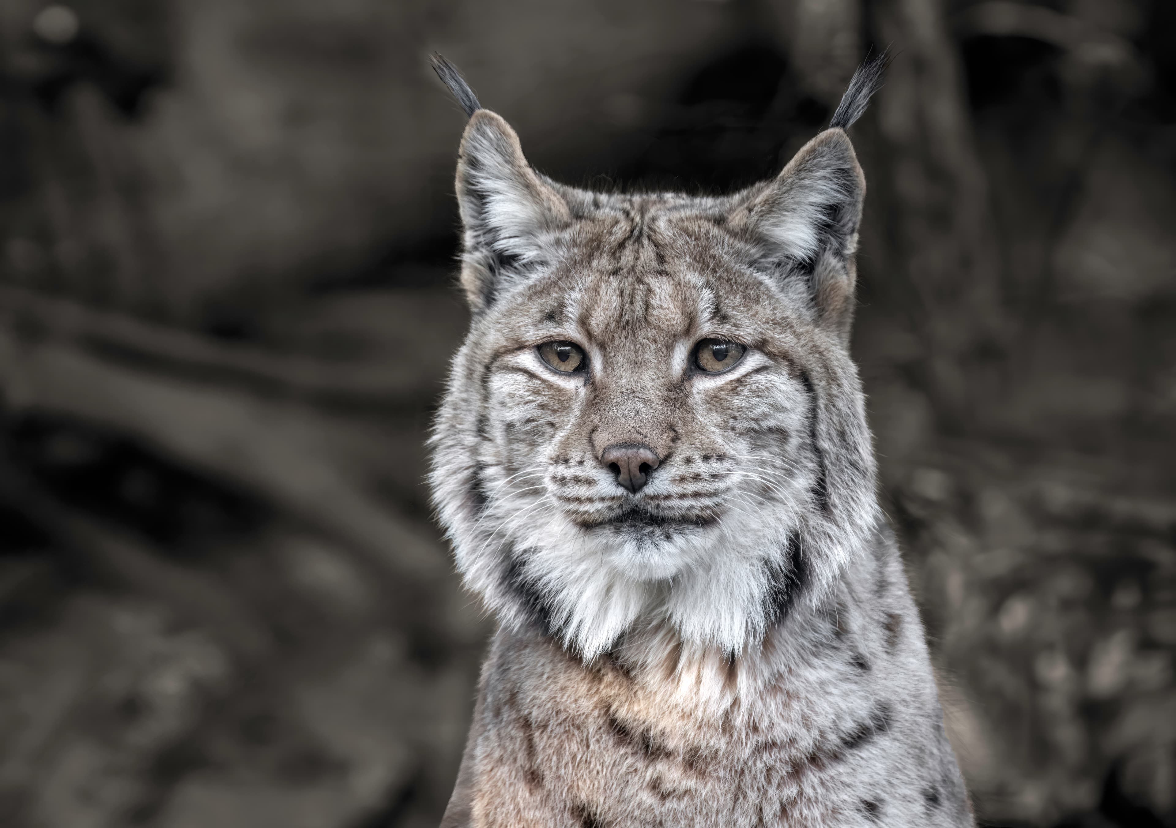 Portrait of a Carpathian Lynx