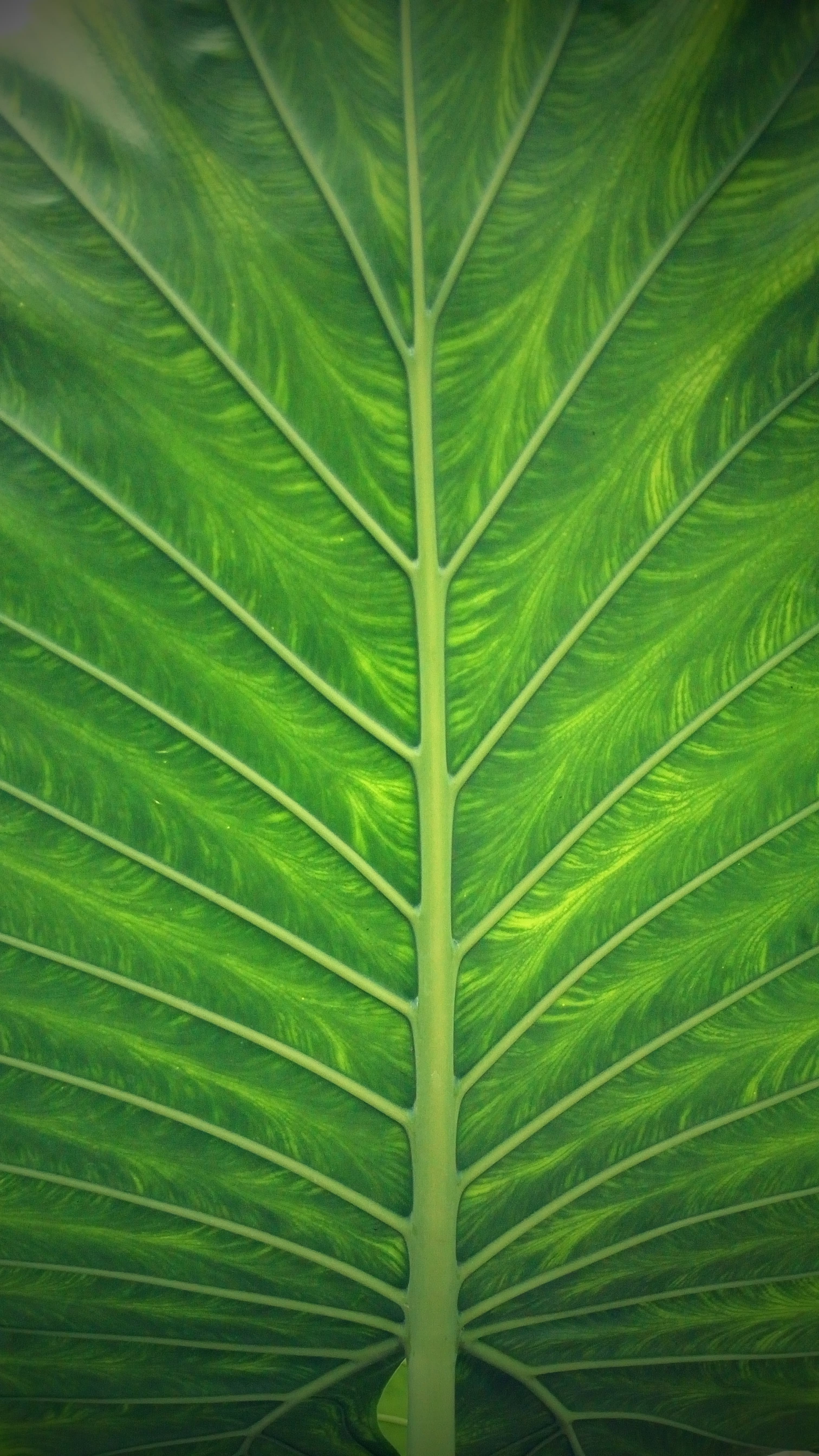 Giant leaf