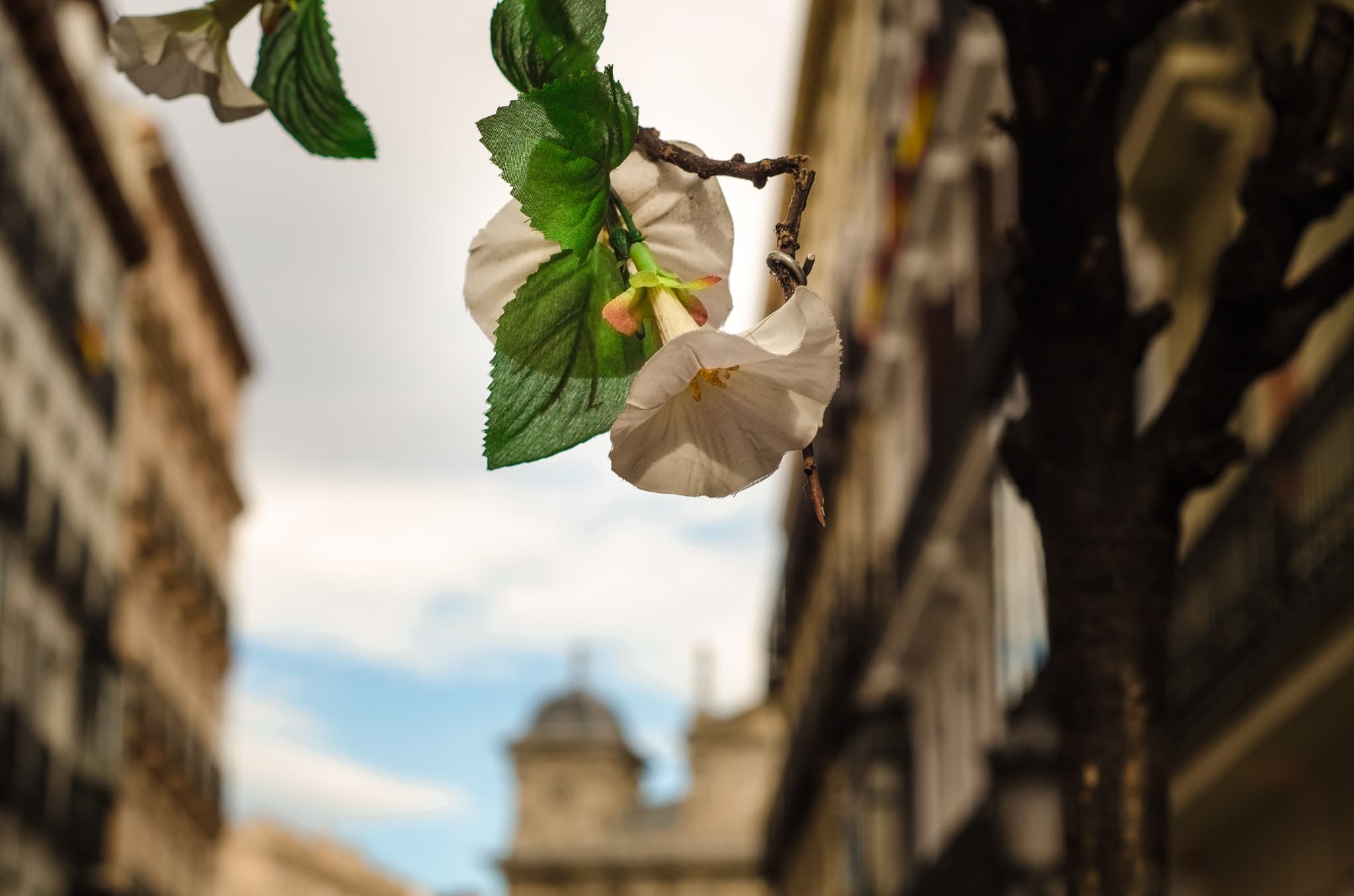 Flowers In Madrid (243212653)