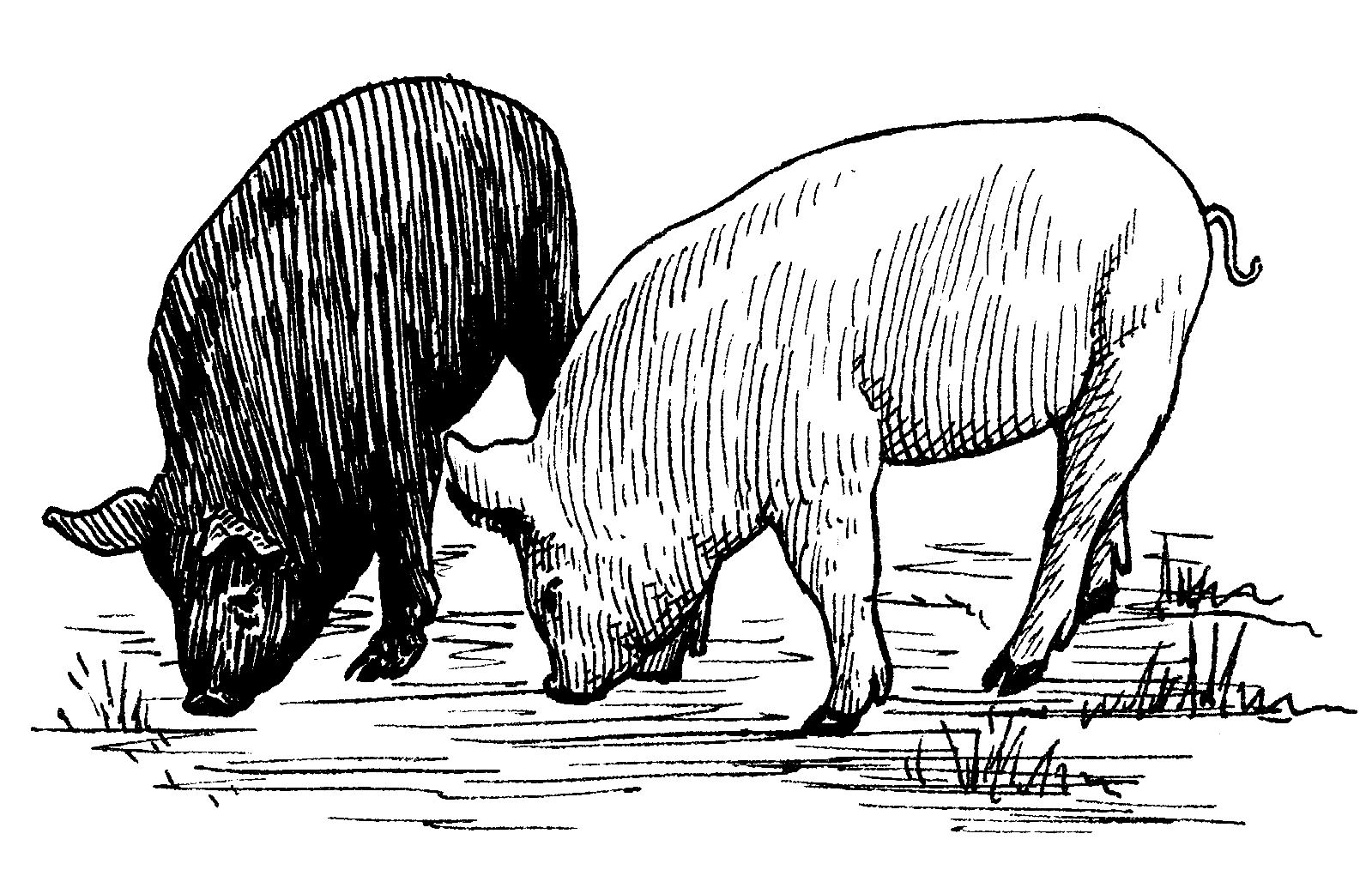 Pig (PSF)