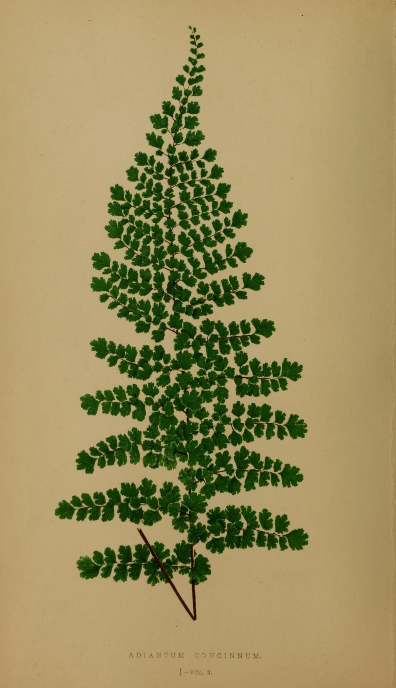 Ferns- British and exotic (10292127553)