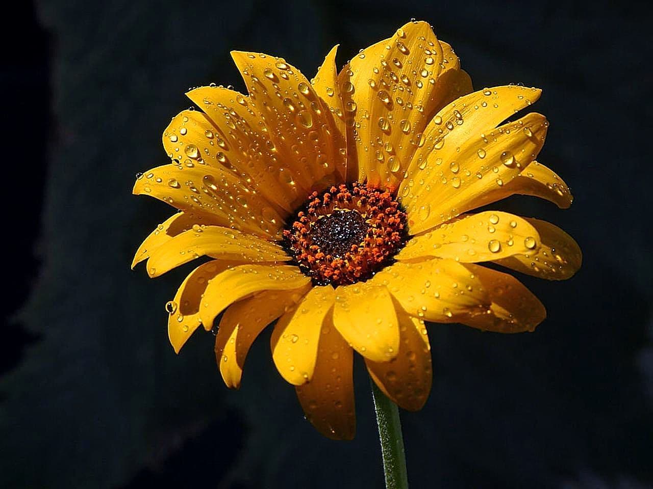 Flowers dew rain