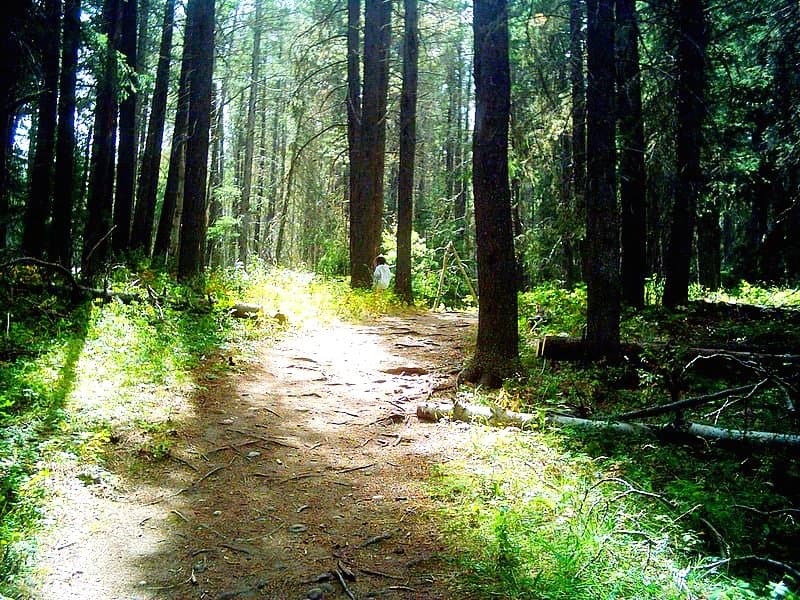 Forest Image