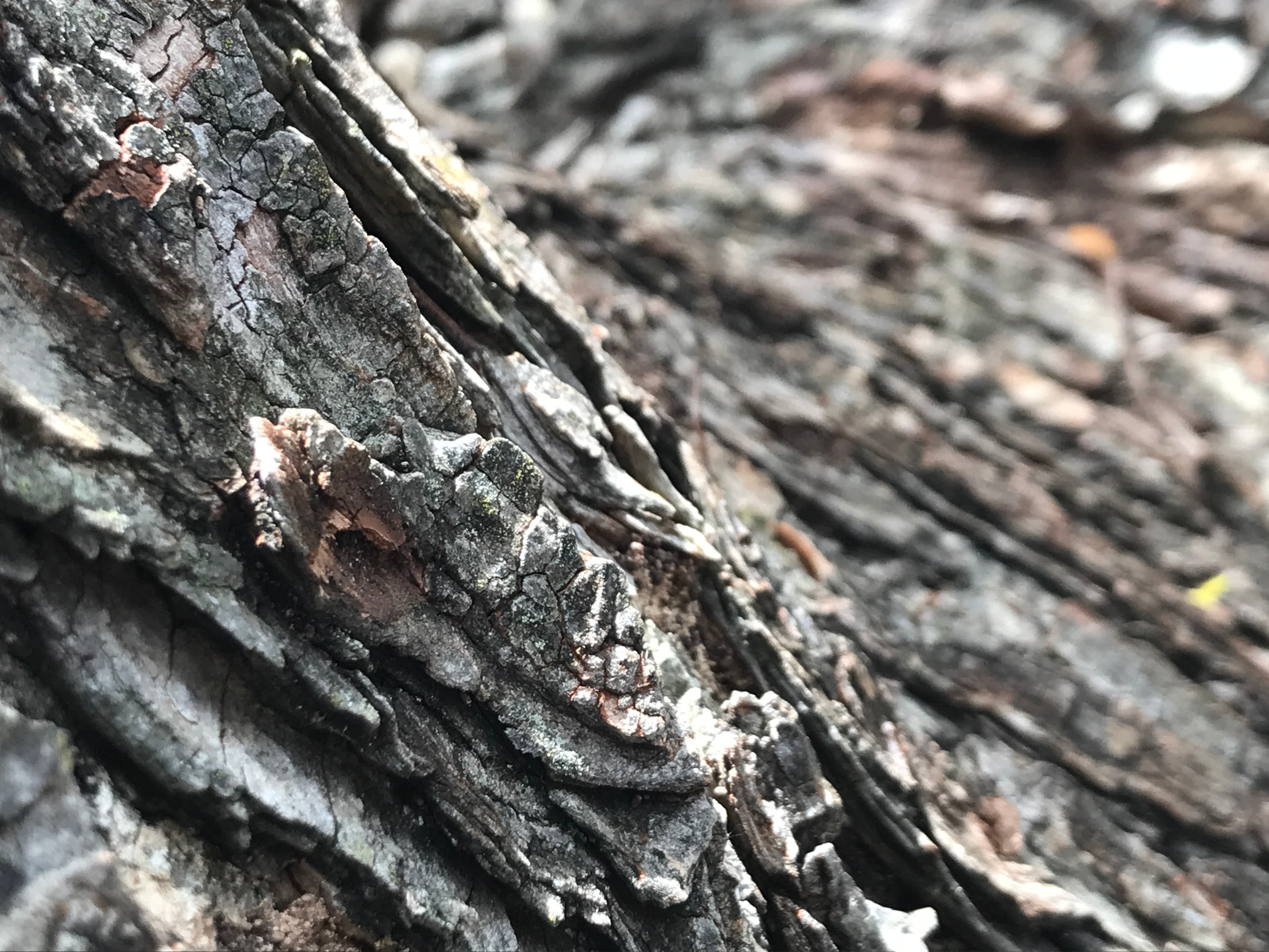 Tree bark brown