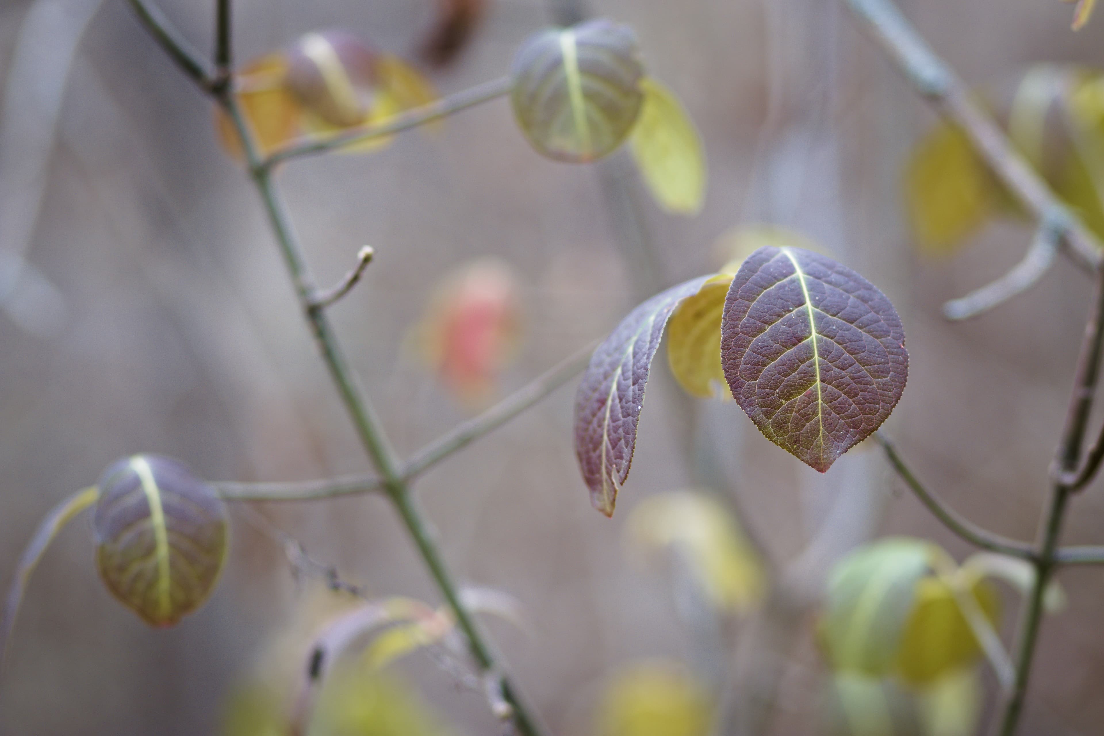 A branch with autumn leaves