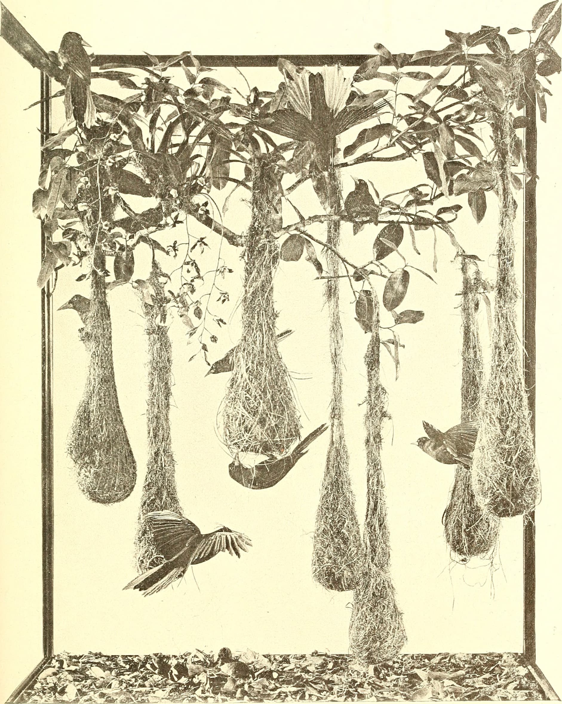 Bird lore (1906) (14771154393)