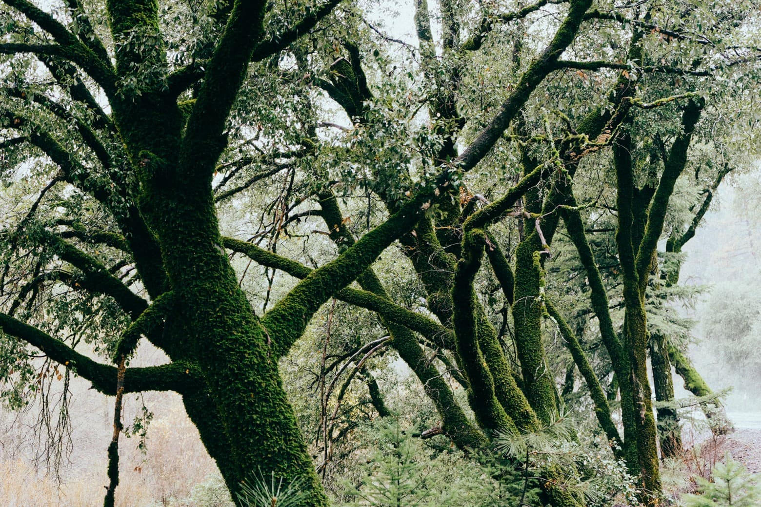 Moss-covered trees