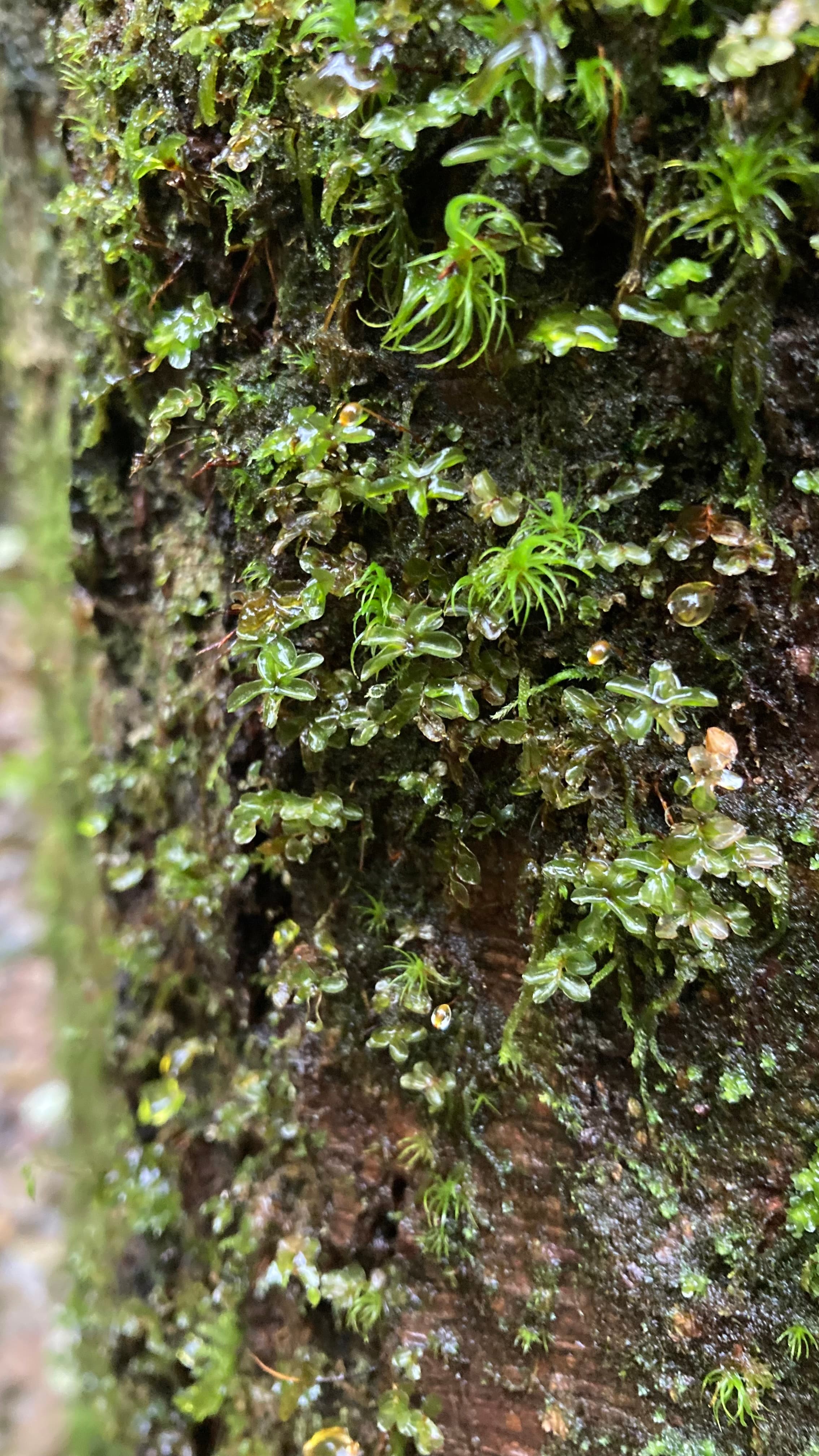Pacific spirit moss rhizomnium glabrescens