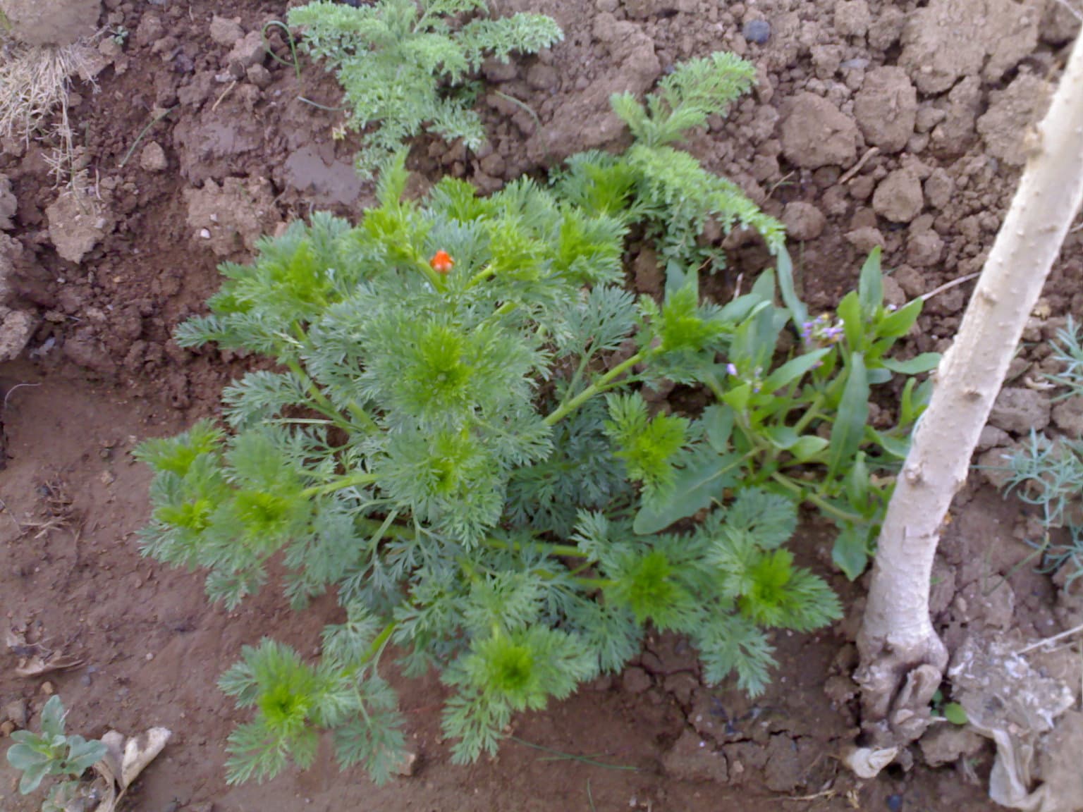 Wildflowers in Bahar 03