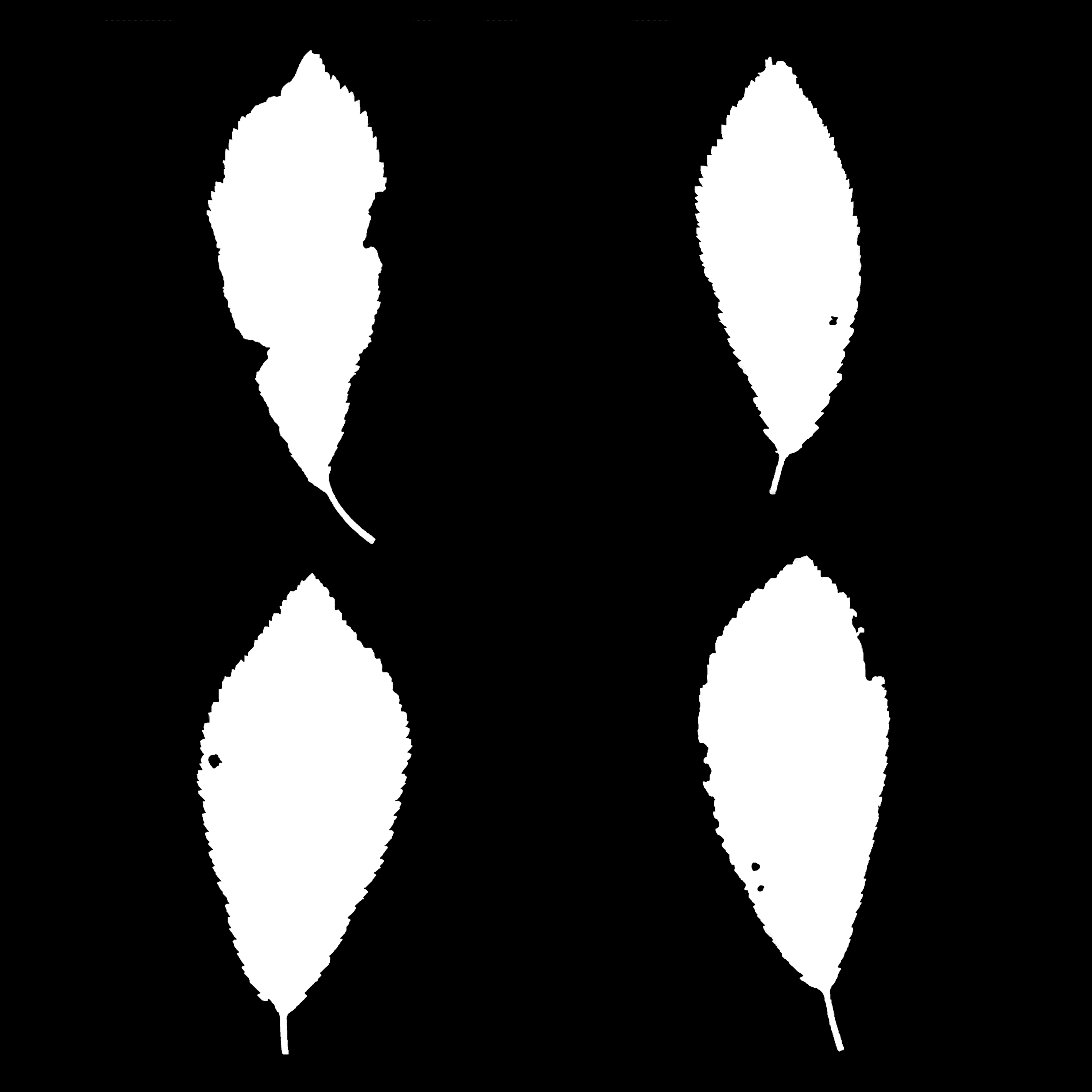 LeafSet003 4K Opacity
