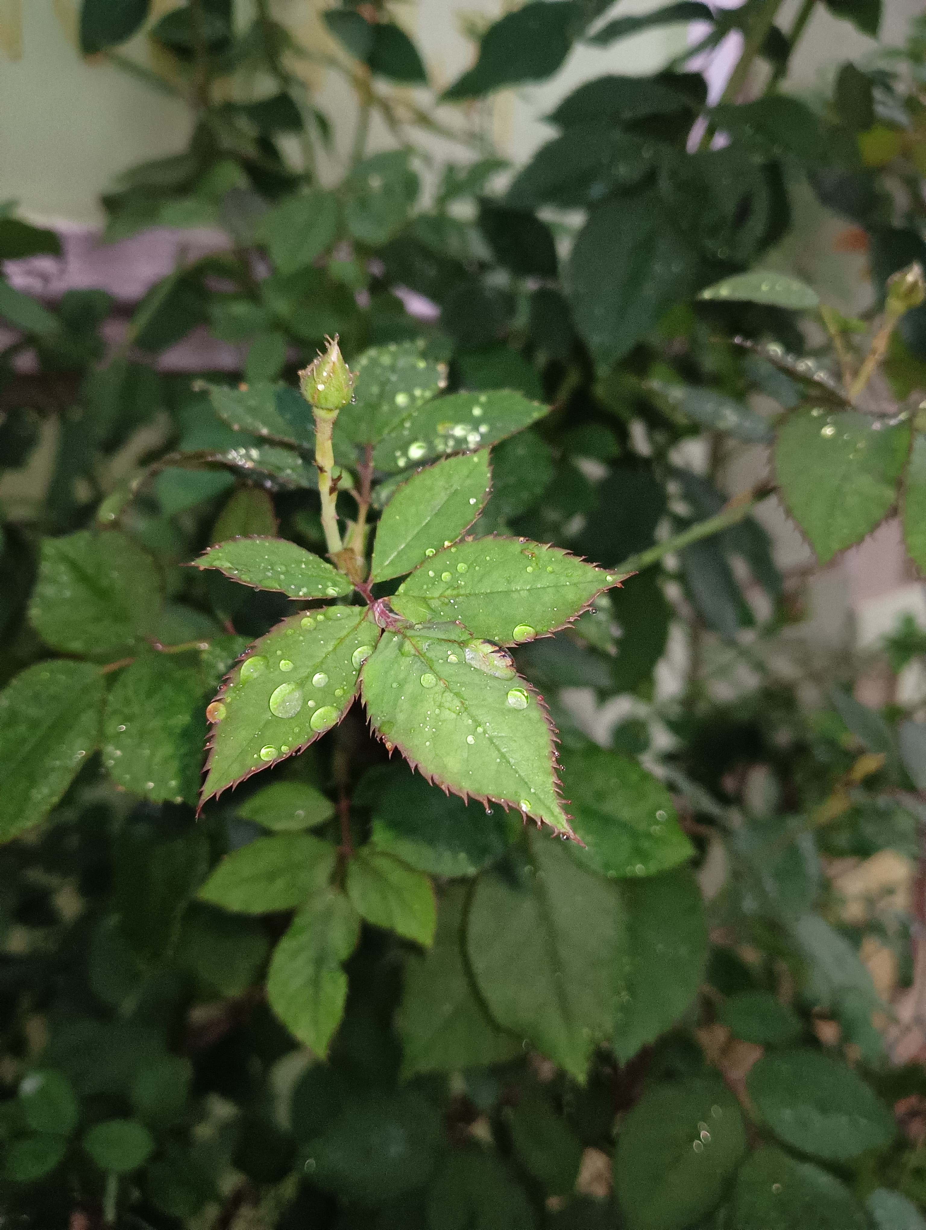 Rose leaves with dew drops