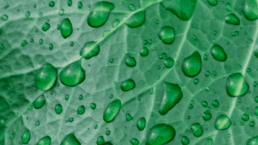 Droplets of water on a leaf