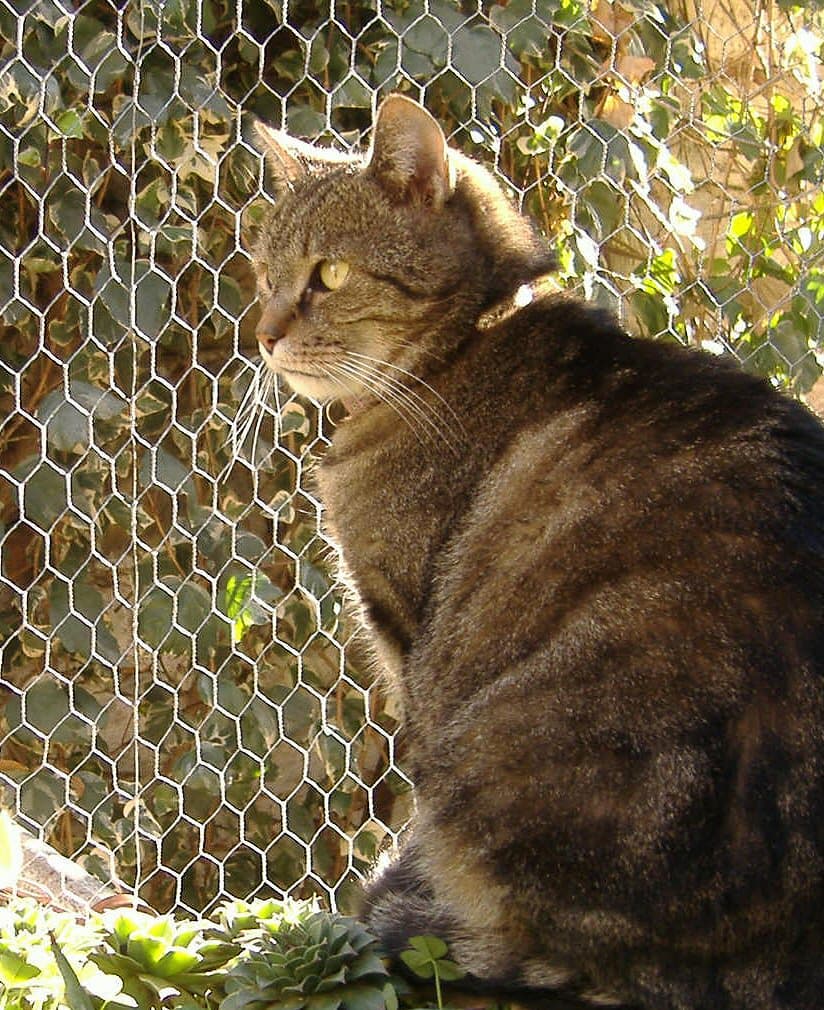 Tabby cat toto2