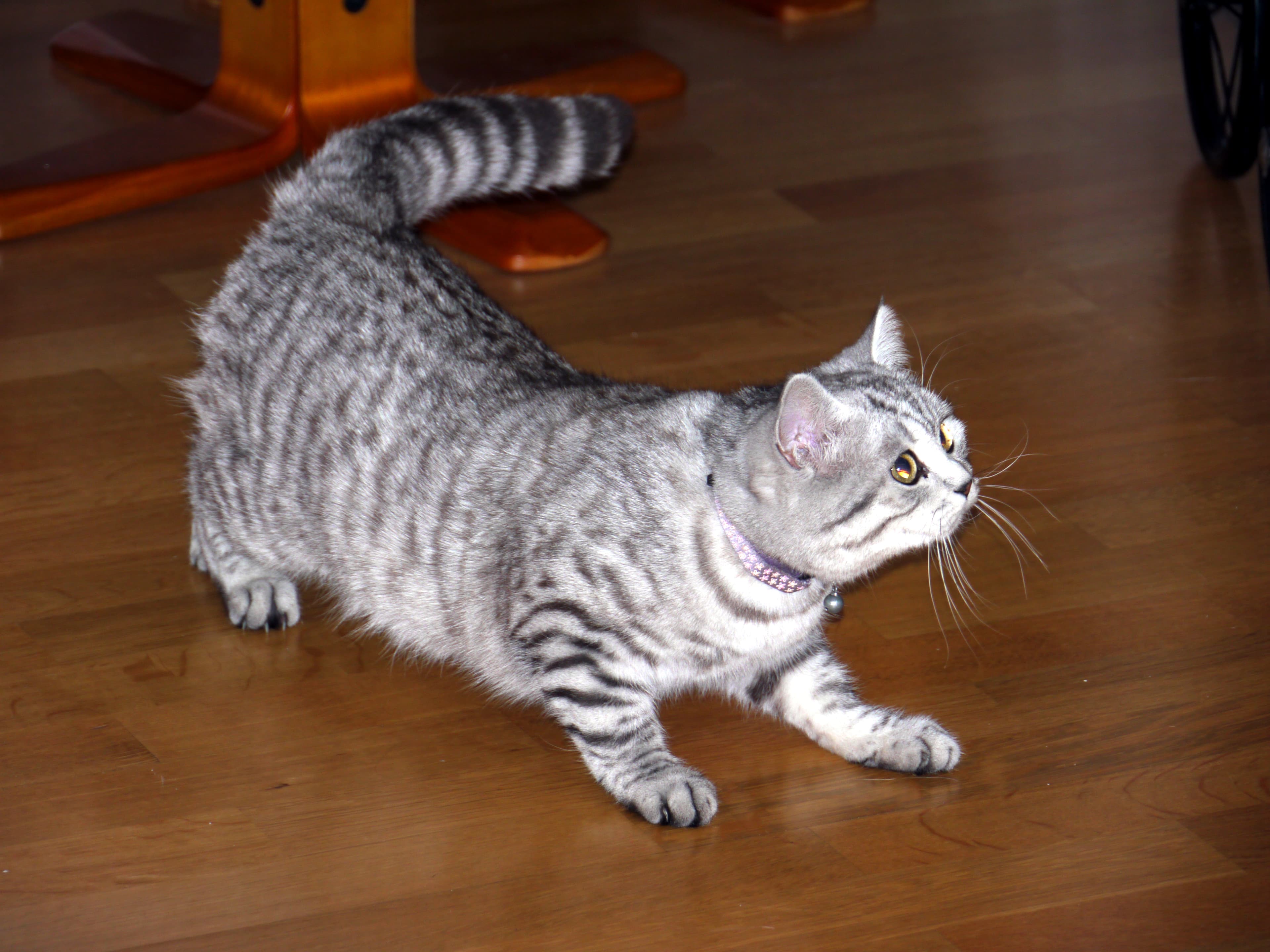 British Shorthair black-silver tabby mackerel