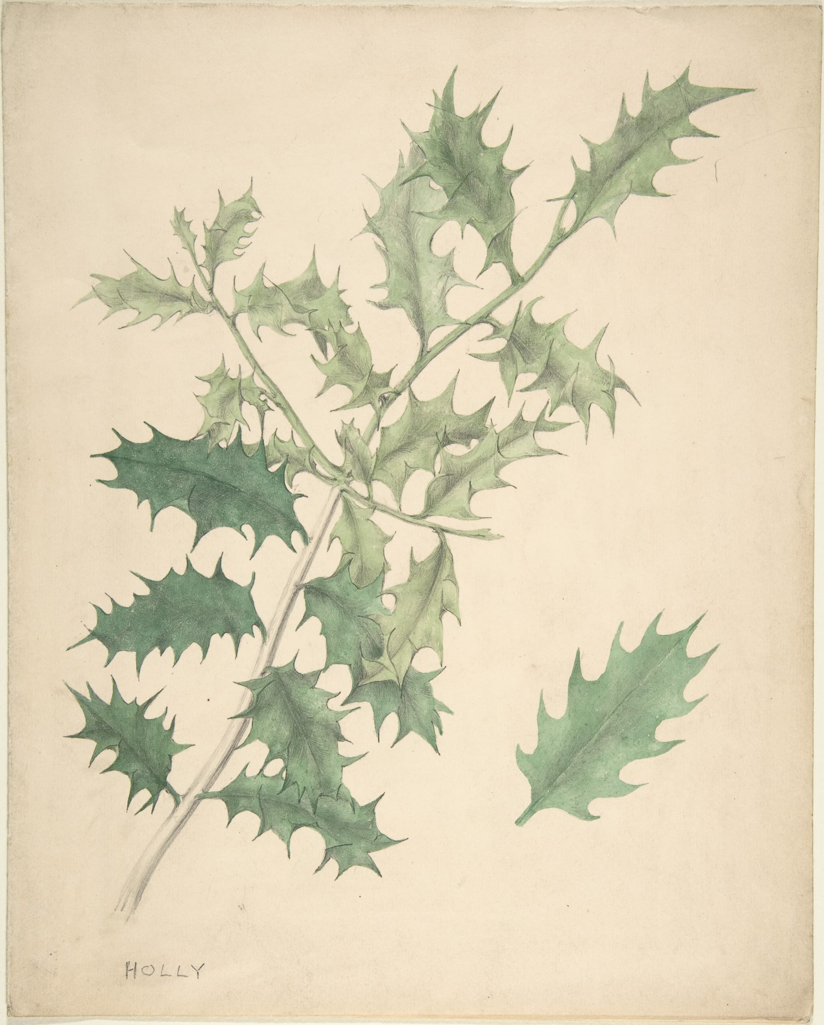Holly Leaves MET DP806094