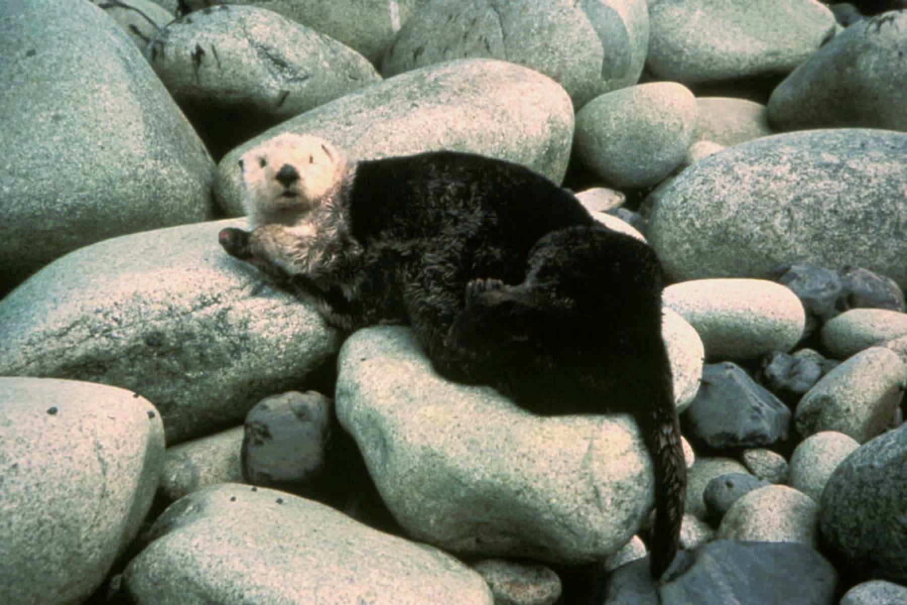 Sea otter marine mammal enhydra lutris