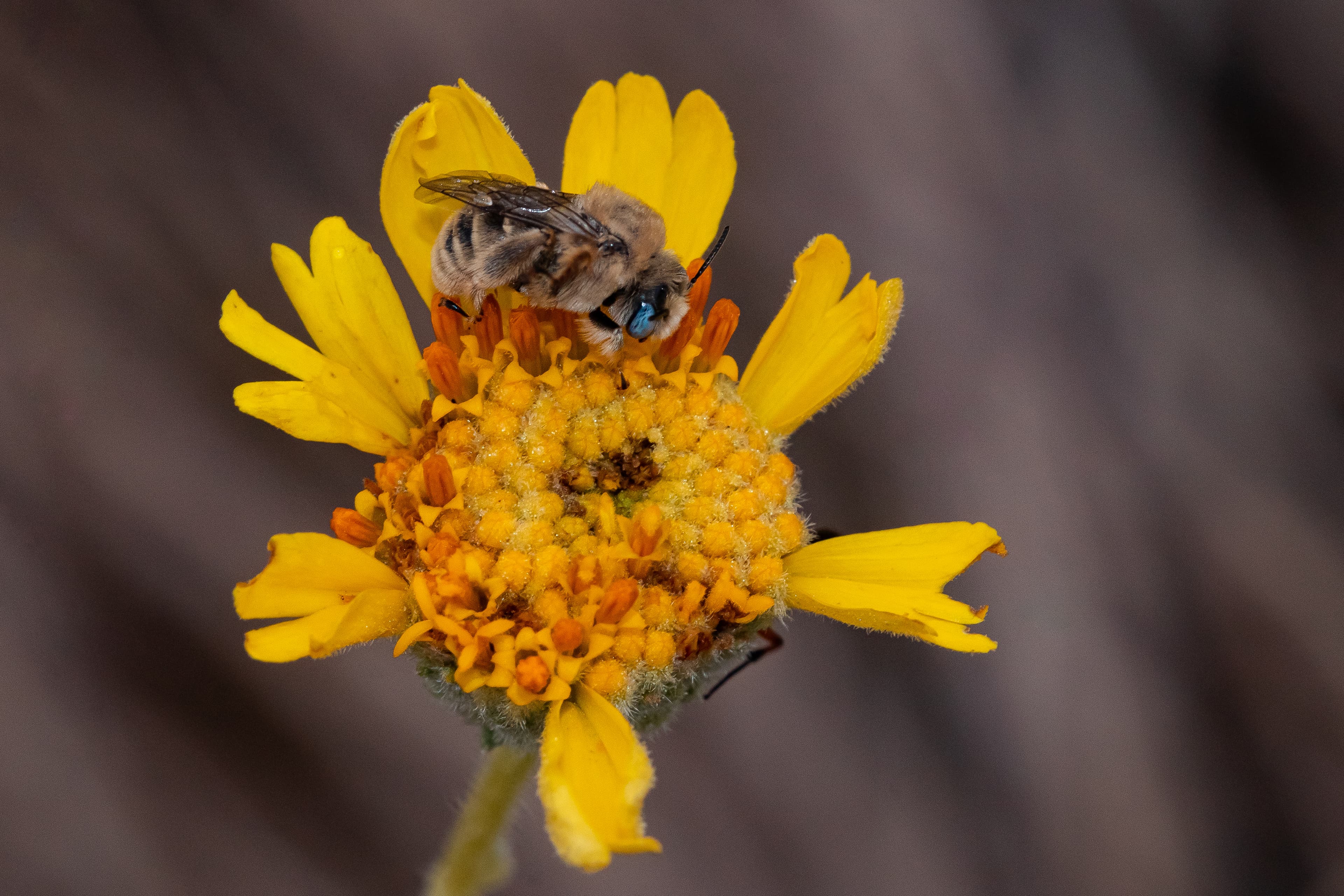 Macro Bee (52369861628)