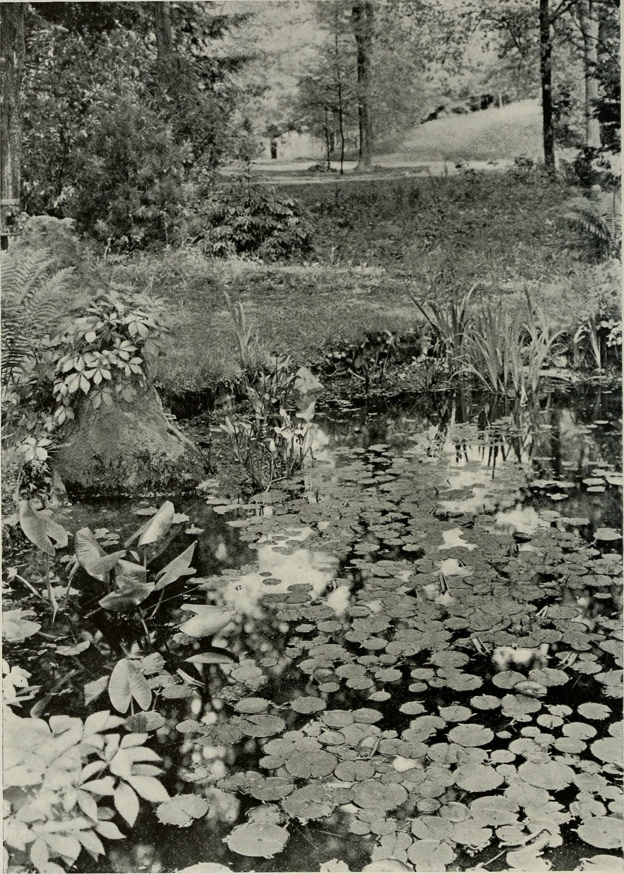 Bird-lore (1911) (14752177171)