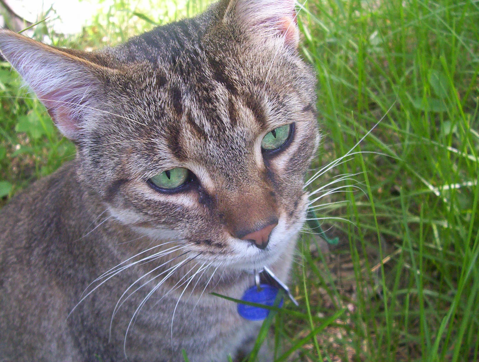 Curious brown tabby