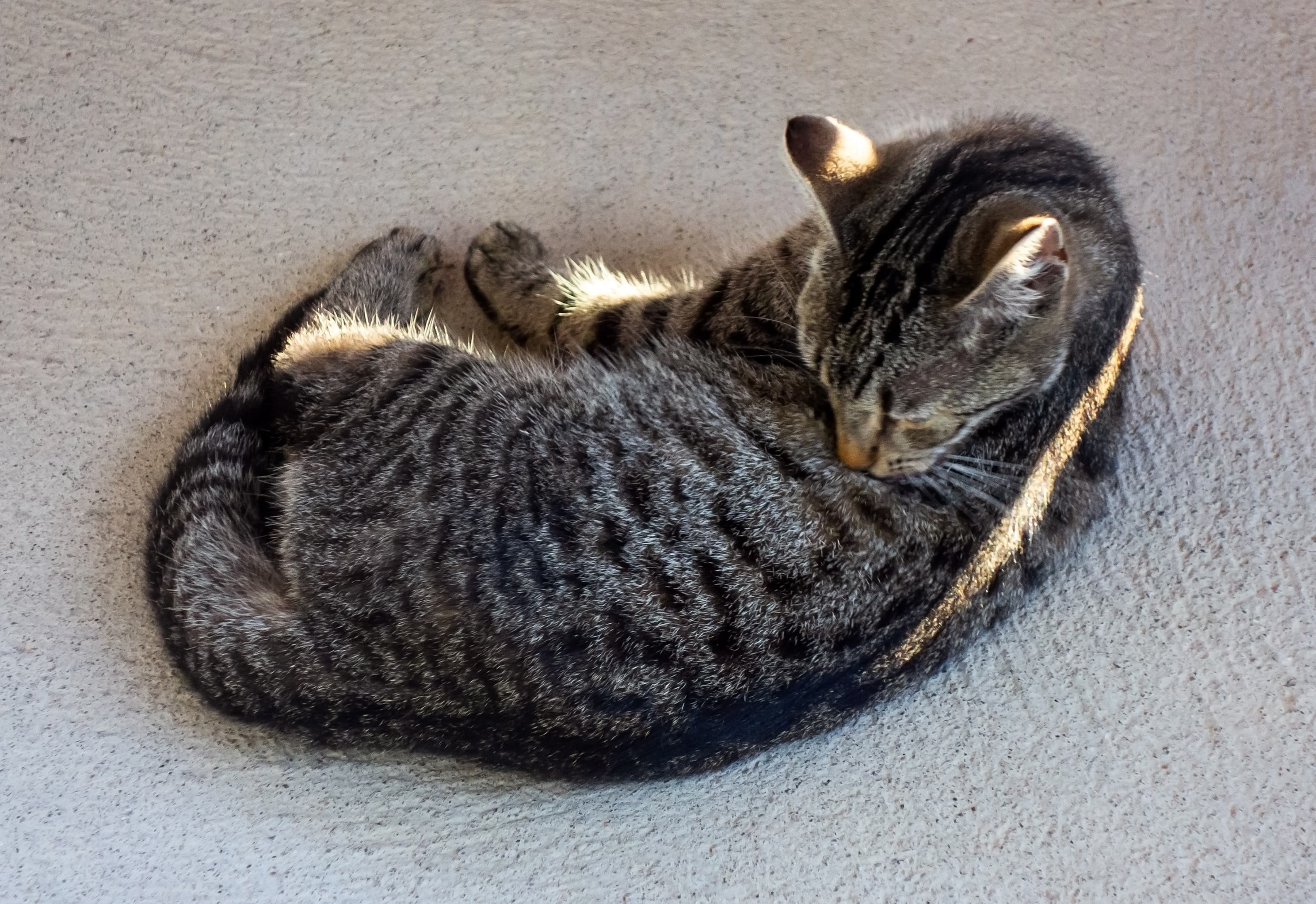 Young tabby cat licking itself