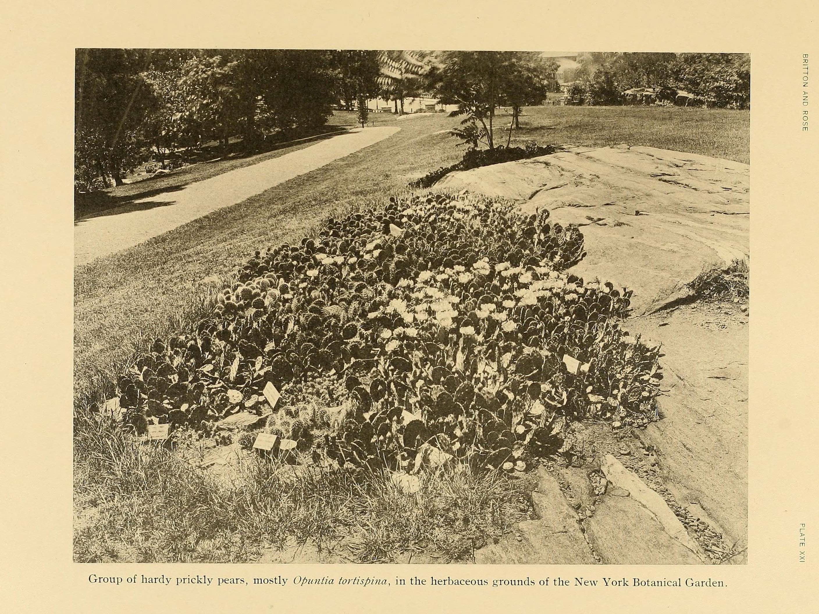 The Cactaceae (Plate XXI) (6025952385)