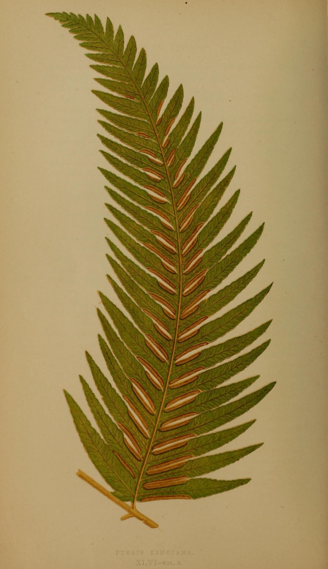 Ferns- British and exotic (10292057724)