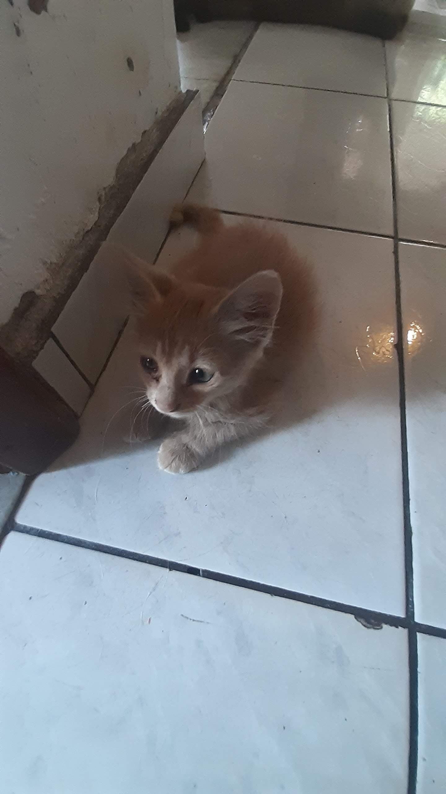Juvenile orange tabby cat