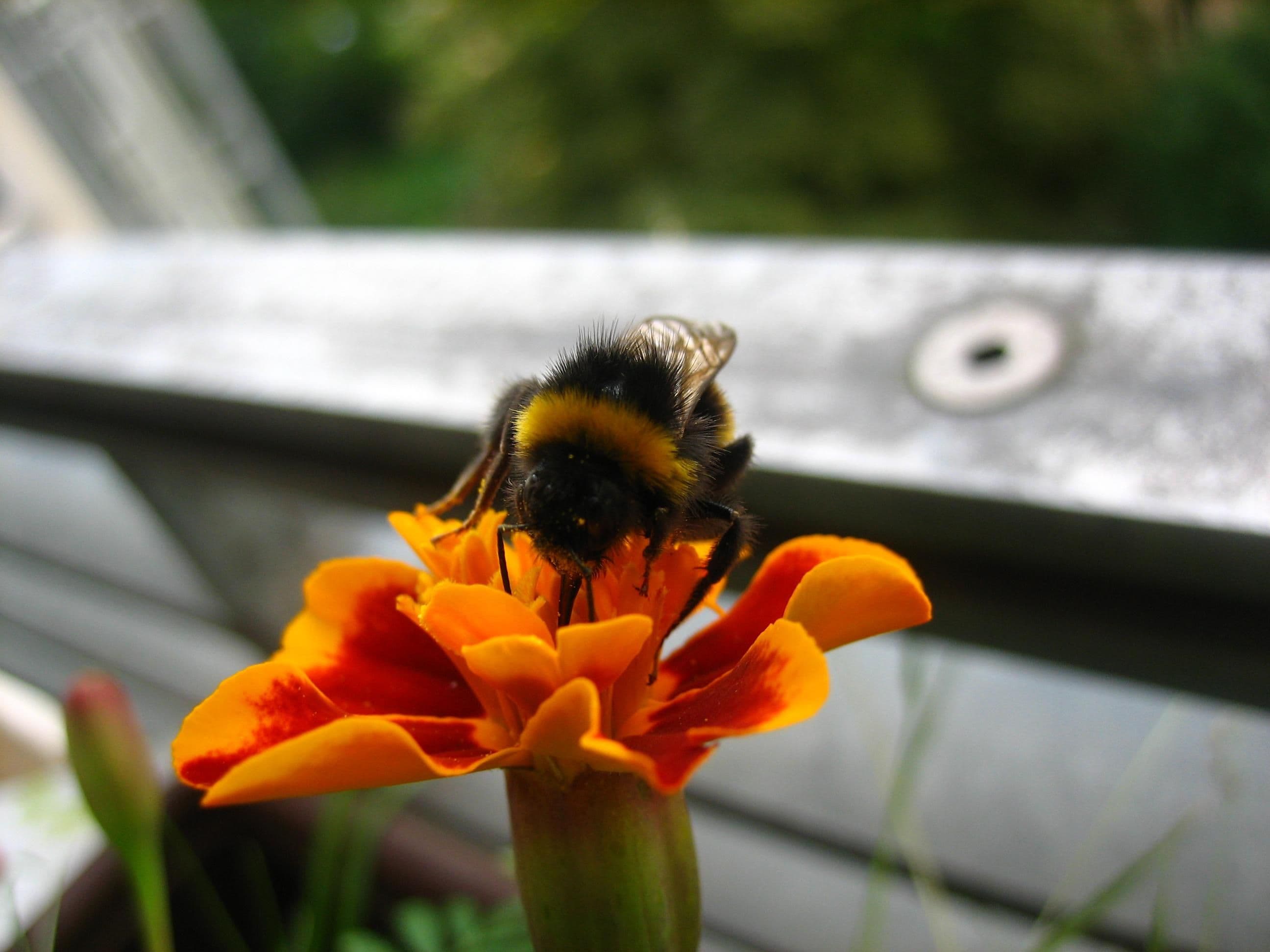 Bumblebee macro insect