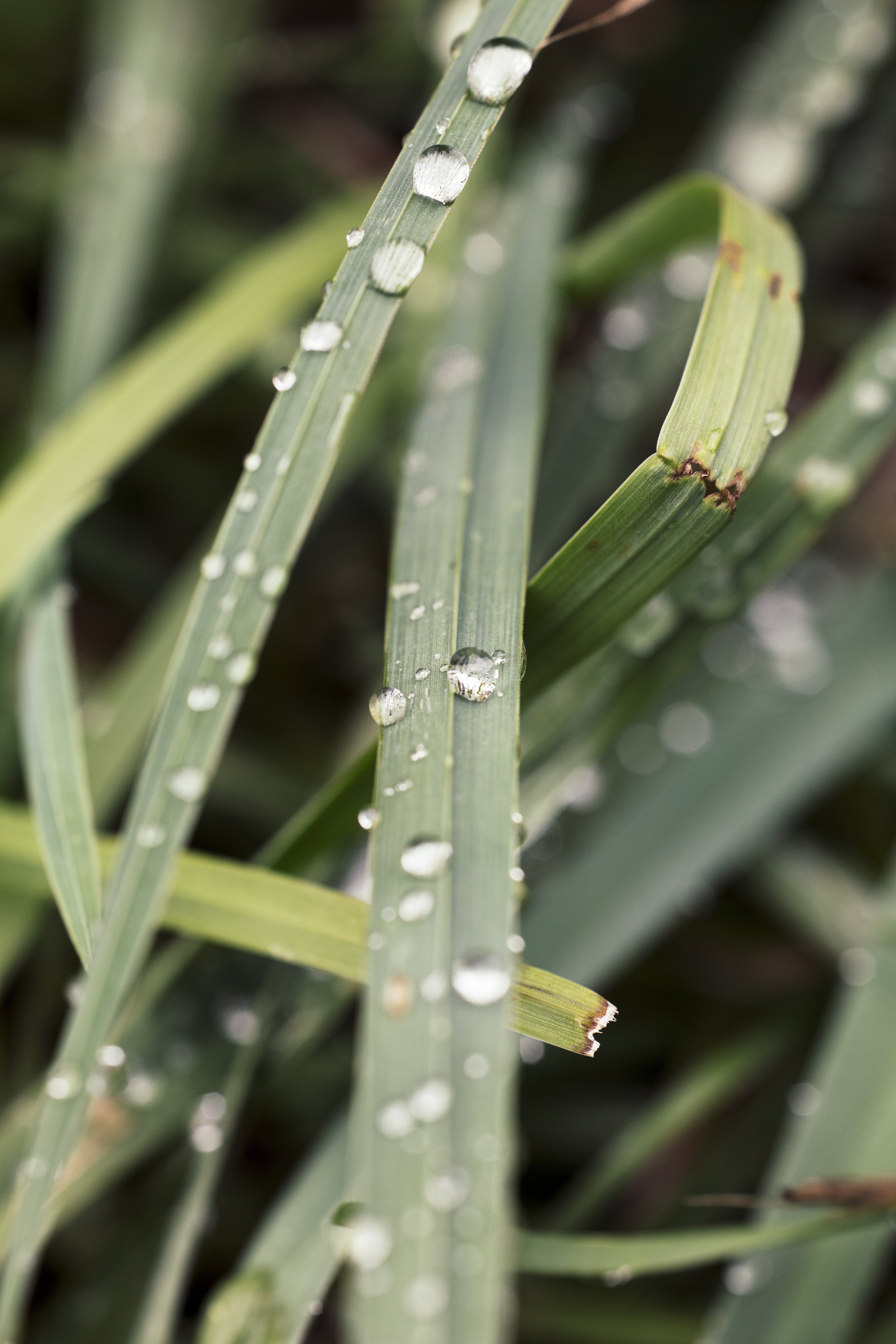 Grass With Waterdrops (44209294310)