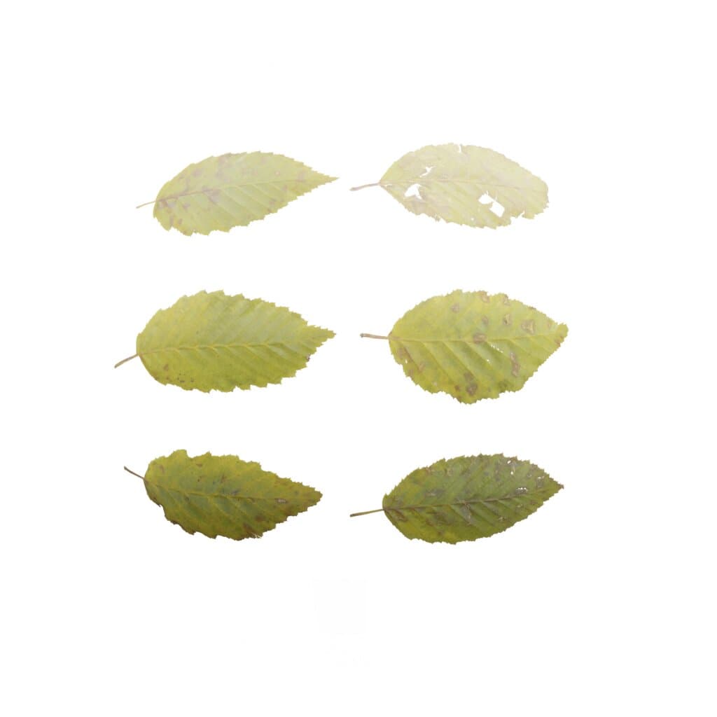 LeafSet006 PREVIEW