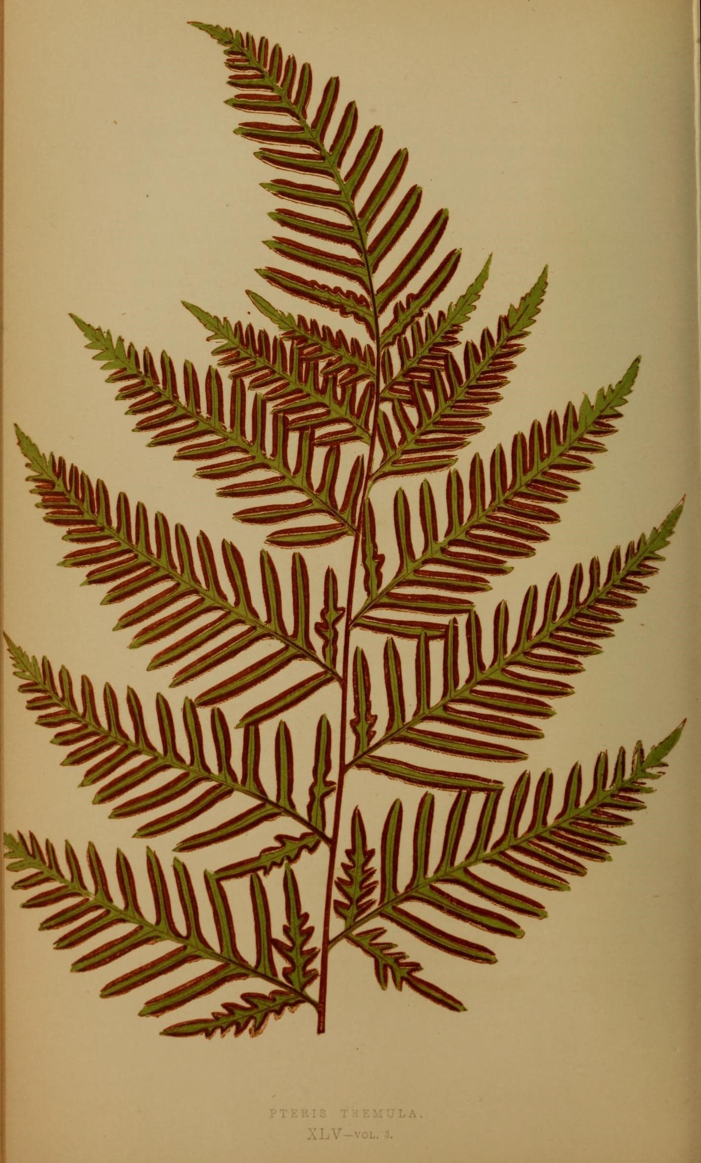 Ferns- British and exotic (10292054244)