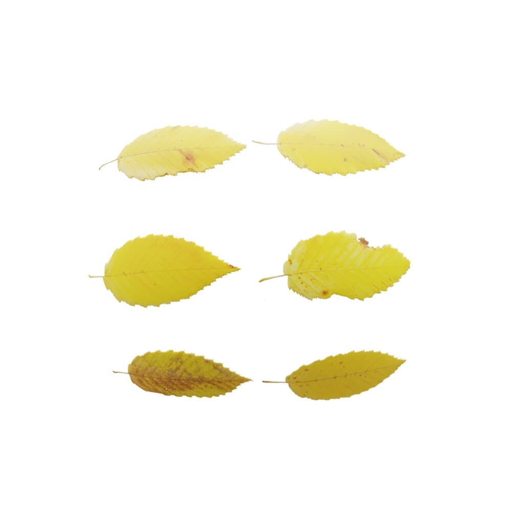 LeafSet007 PREVIEW