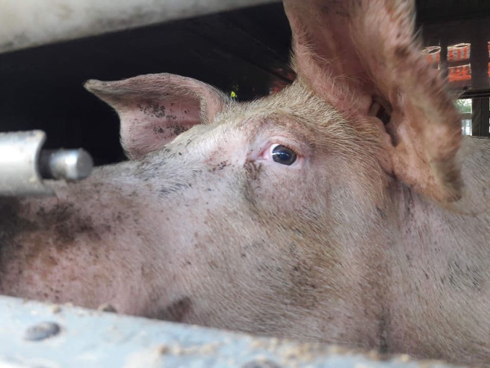 Pig in slaughter truck
