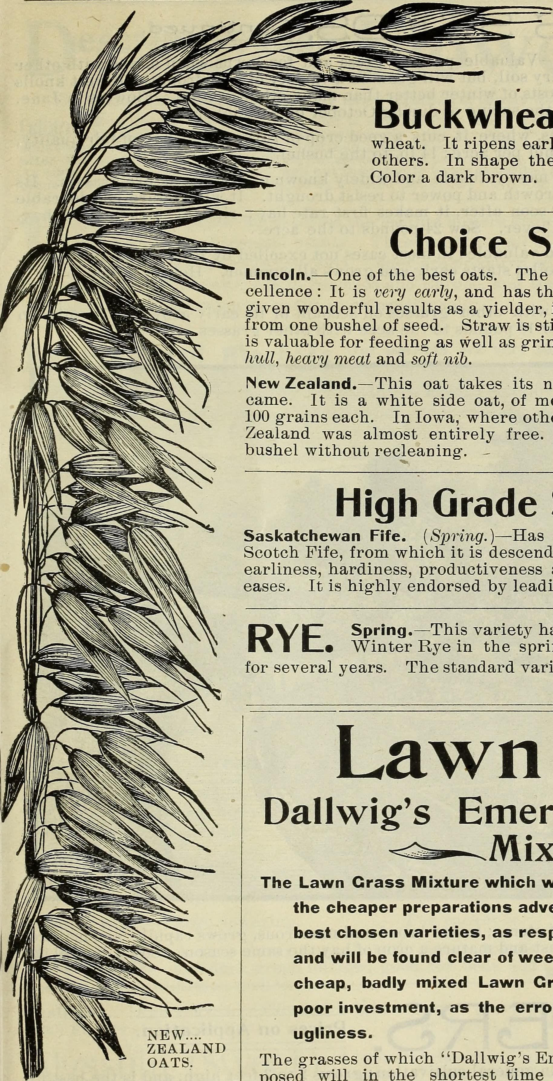 Seeds (1900) (20368886978)