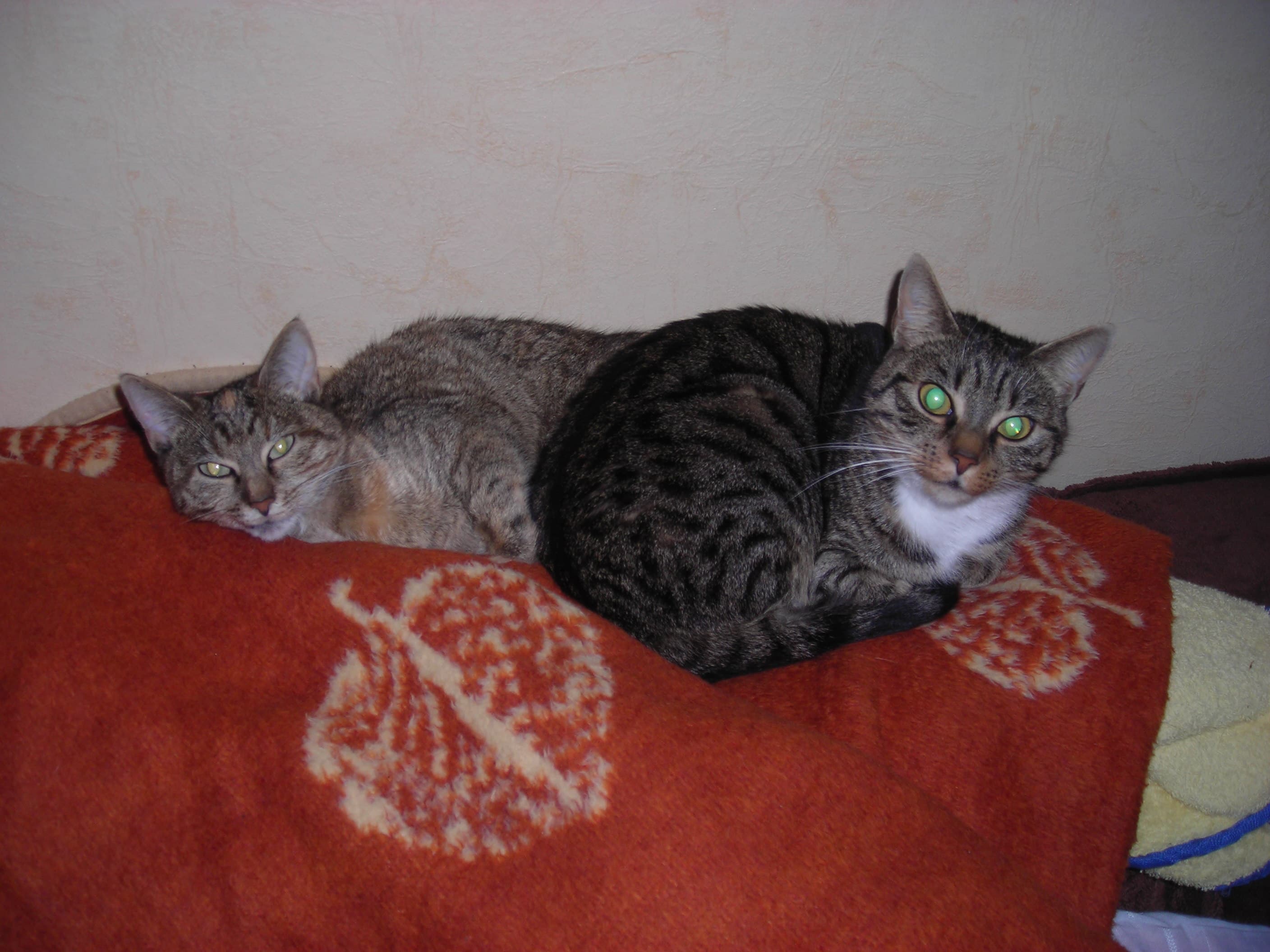 Tabby cats - wake-up