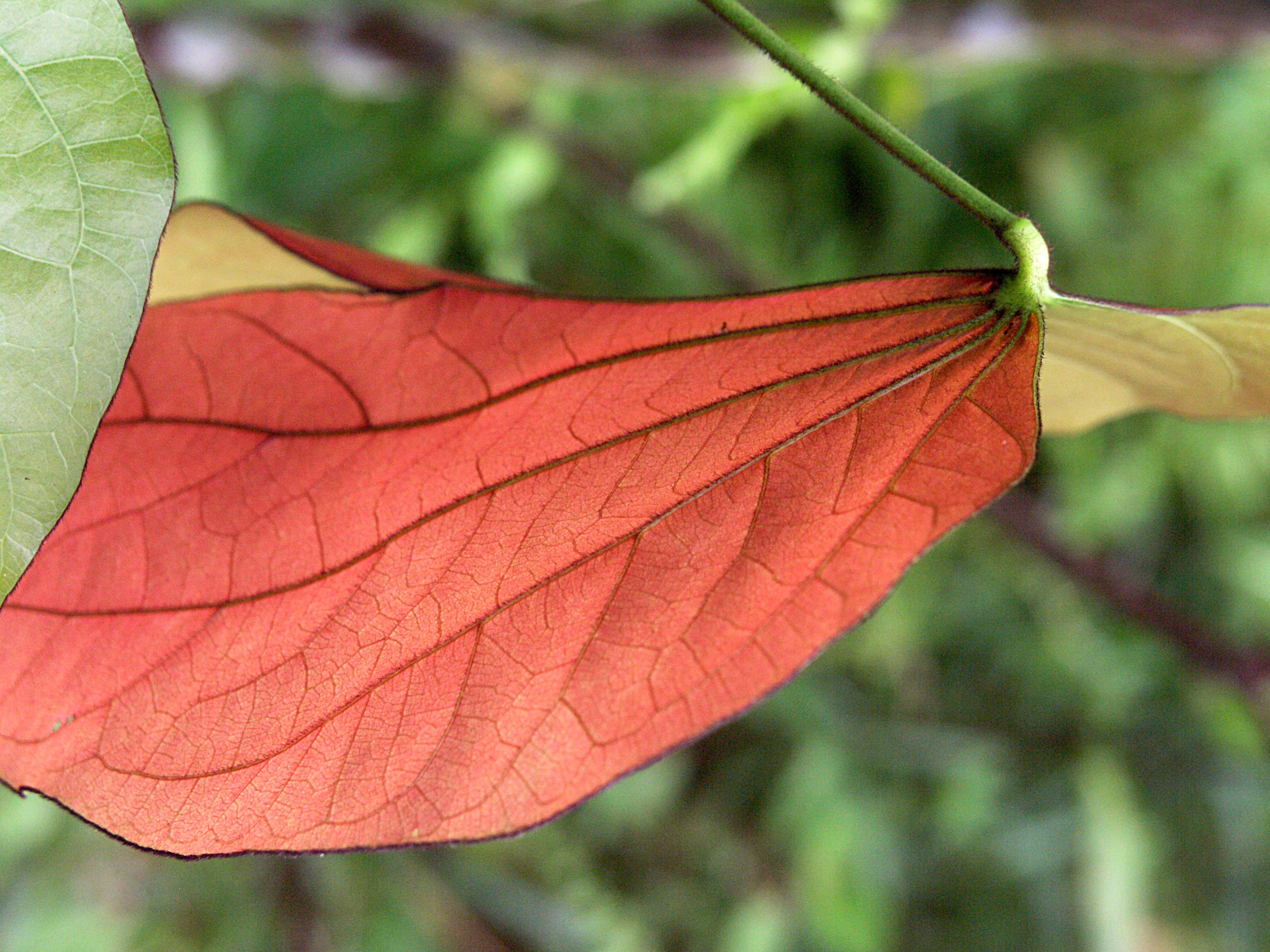 Large Red Leaf