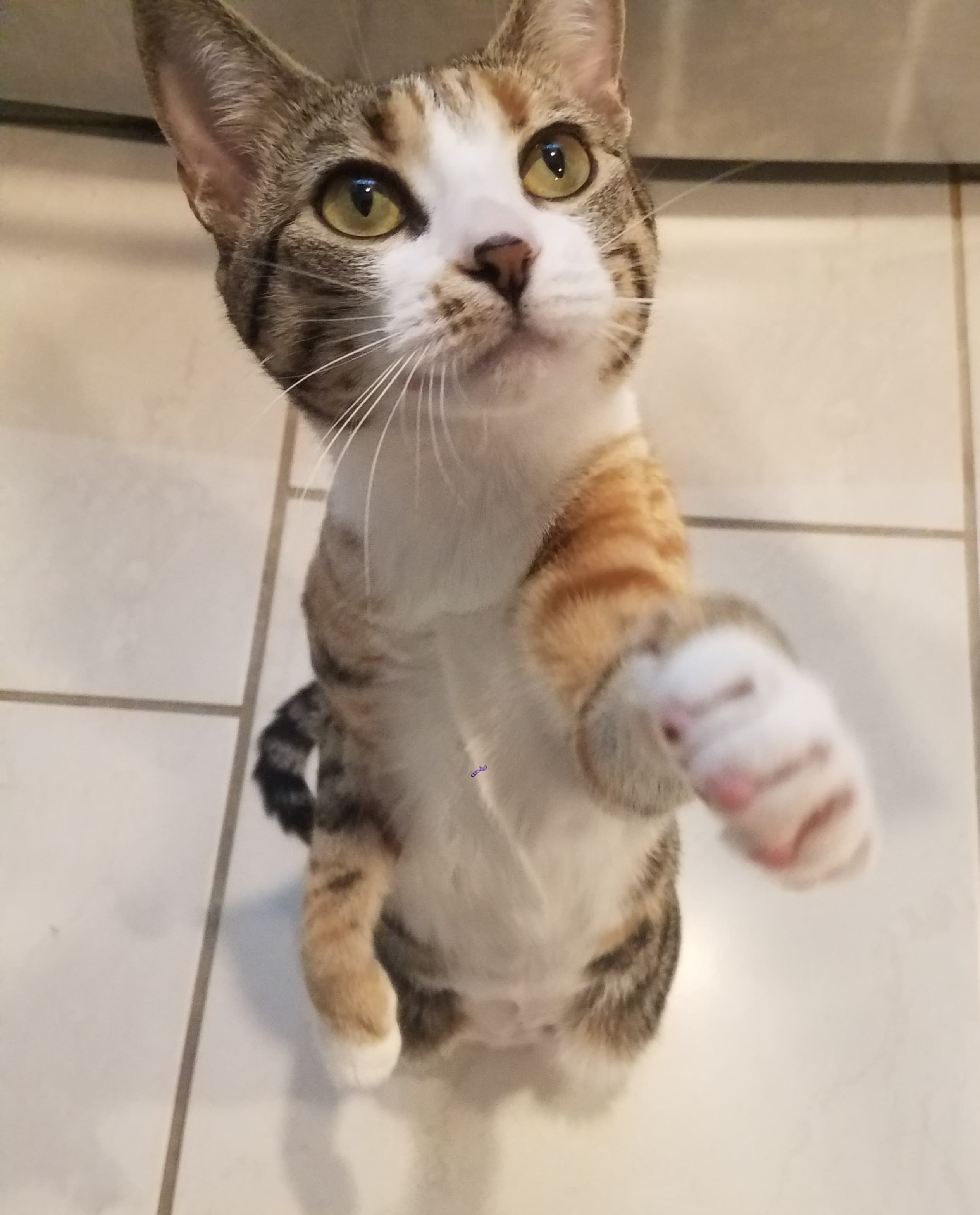 Patterned Tabby Cat Standing