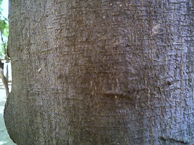Bark of Pongamia pinnata