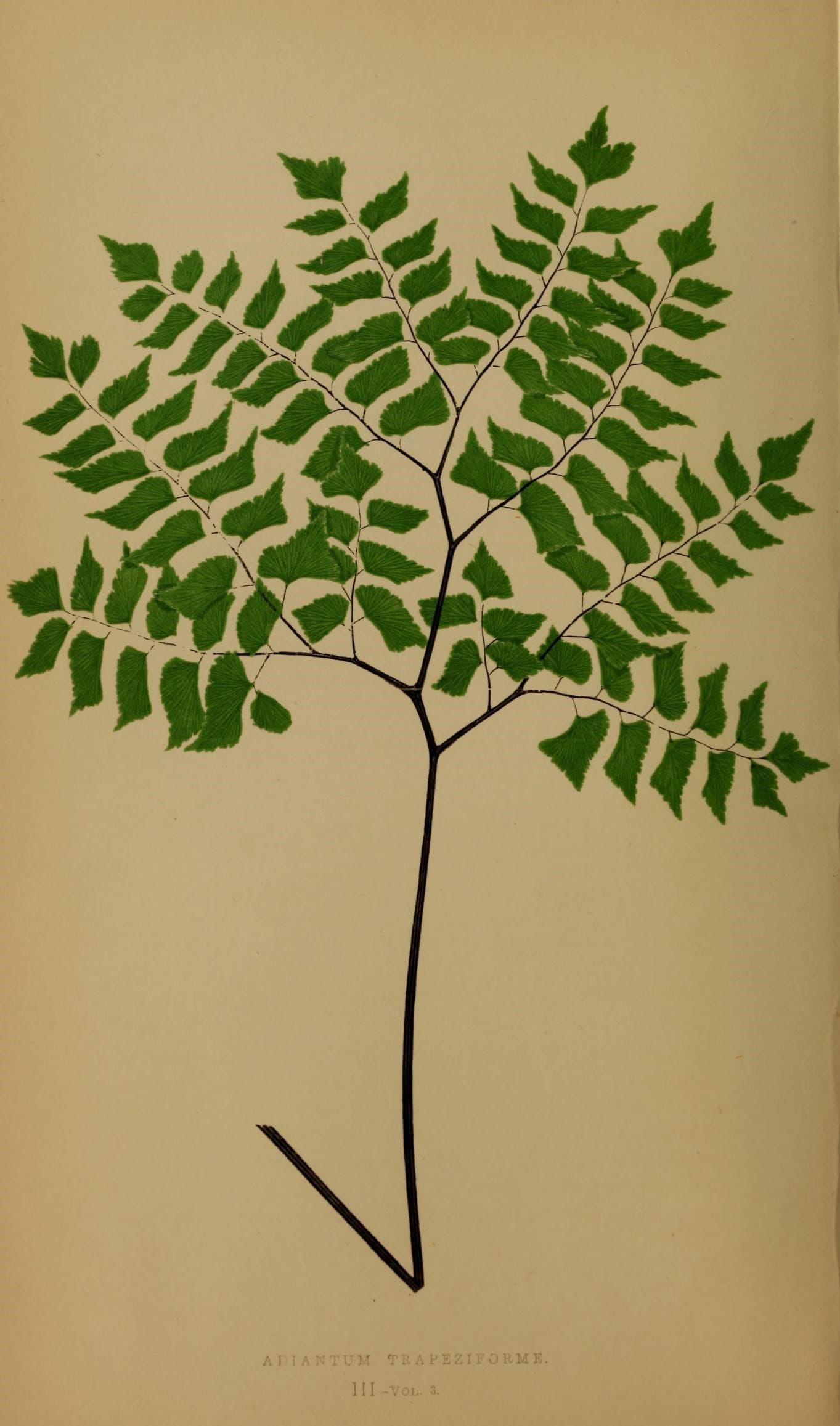 Ferns- British and exotic (10292134023)