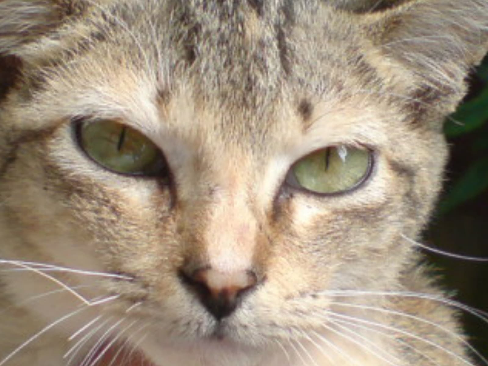 Tabby cat "Black"