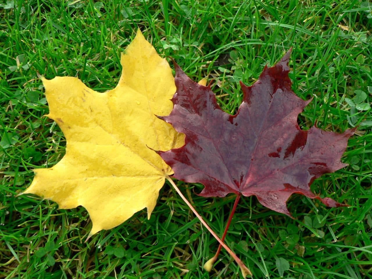 Autumn leaves on grass